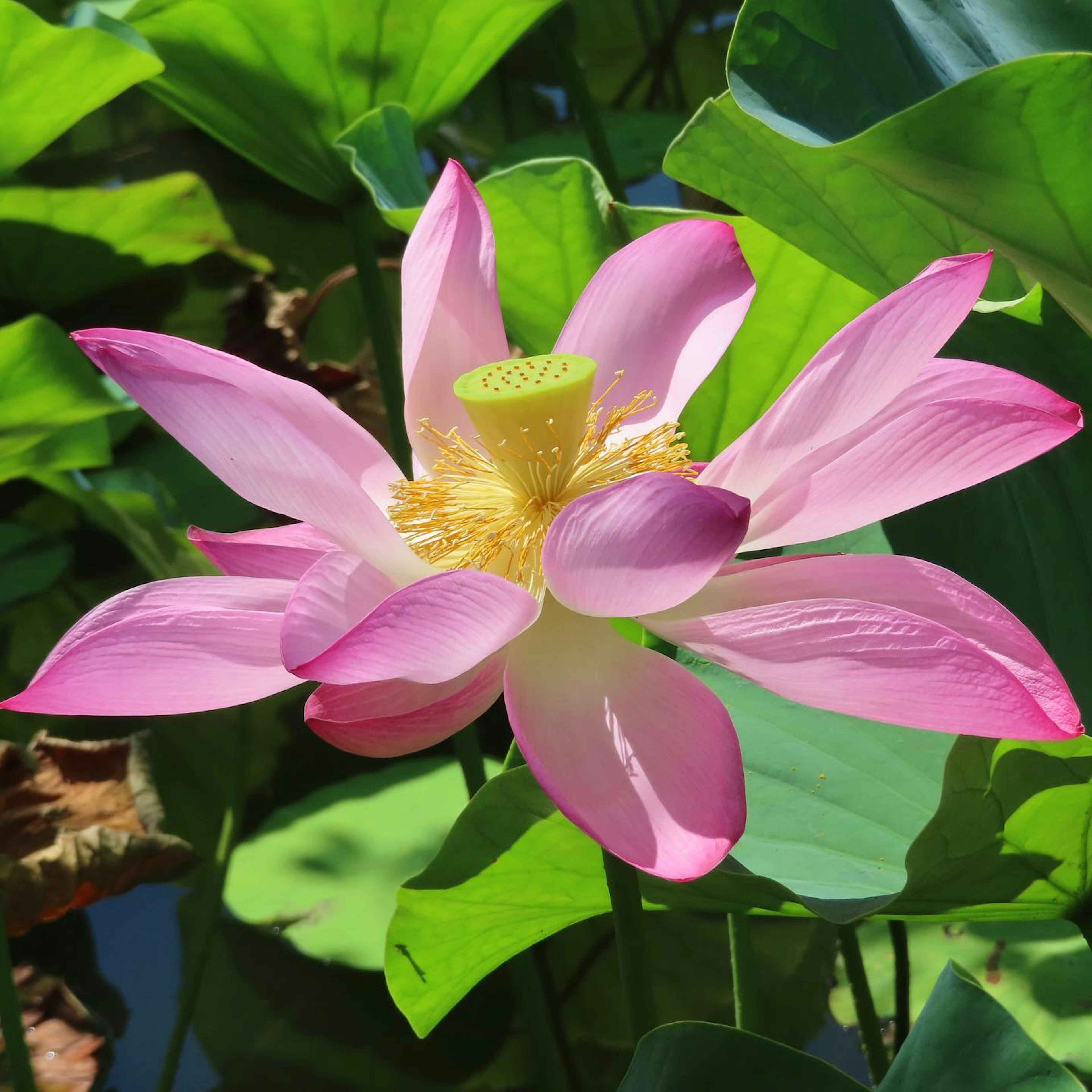 Hermosa flor de loto rosa con hojas verdes