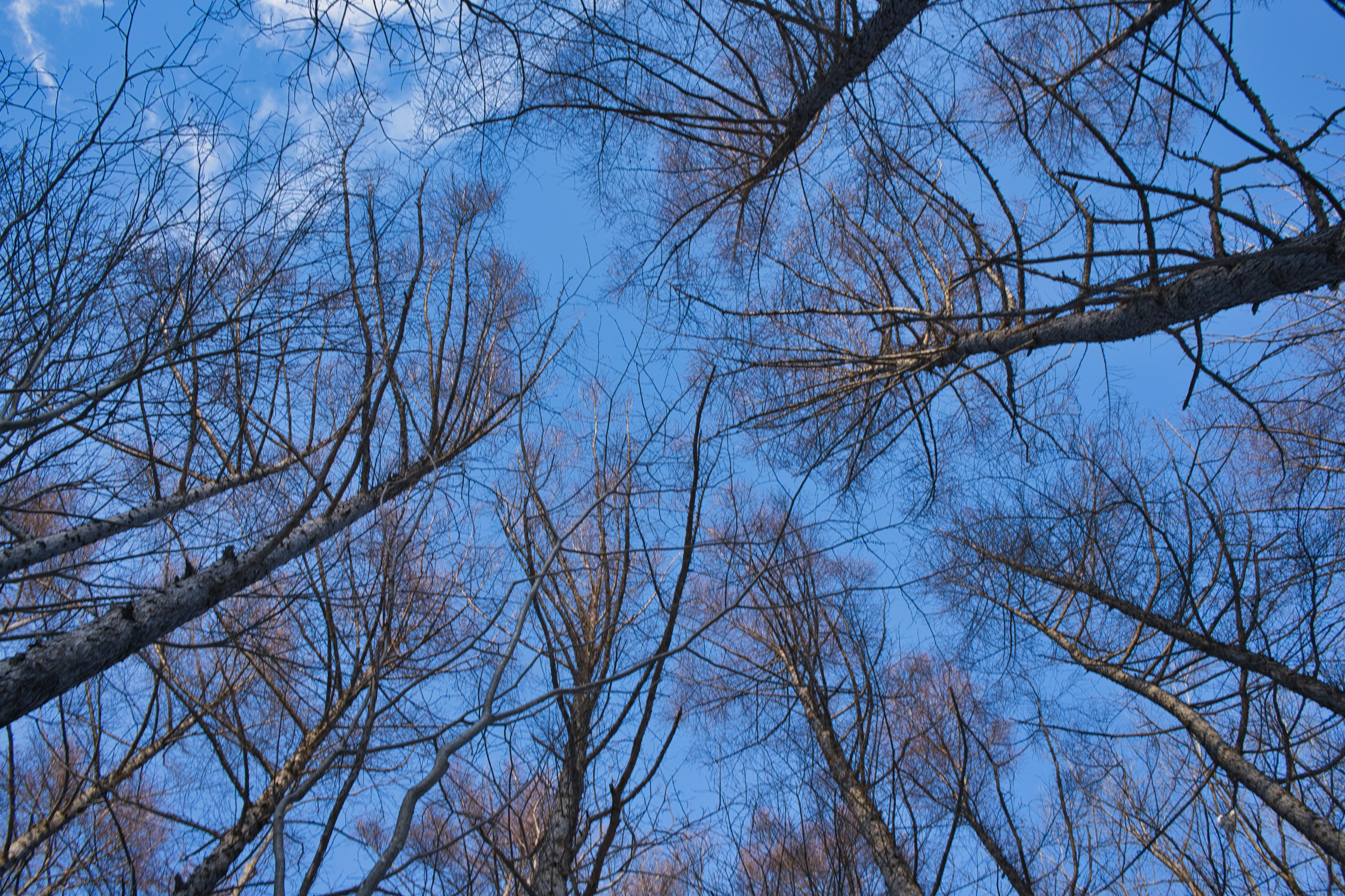 Blick auf kahle Bäume vor blauem Himmel