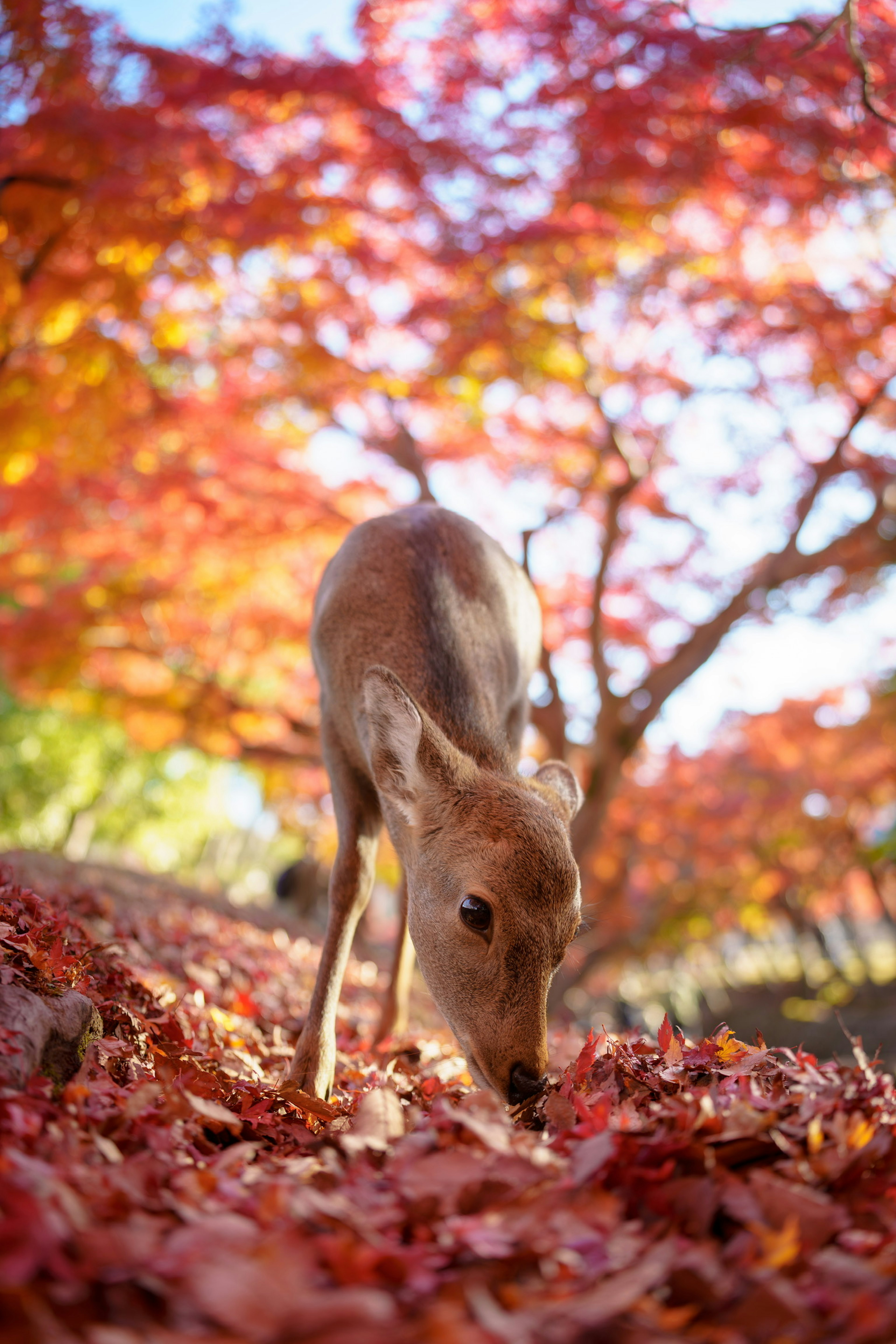 Fawn grazing among vibrant autumn leaves