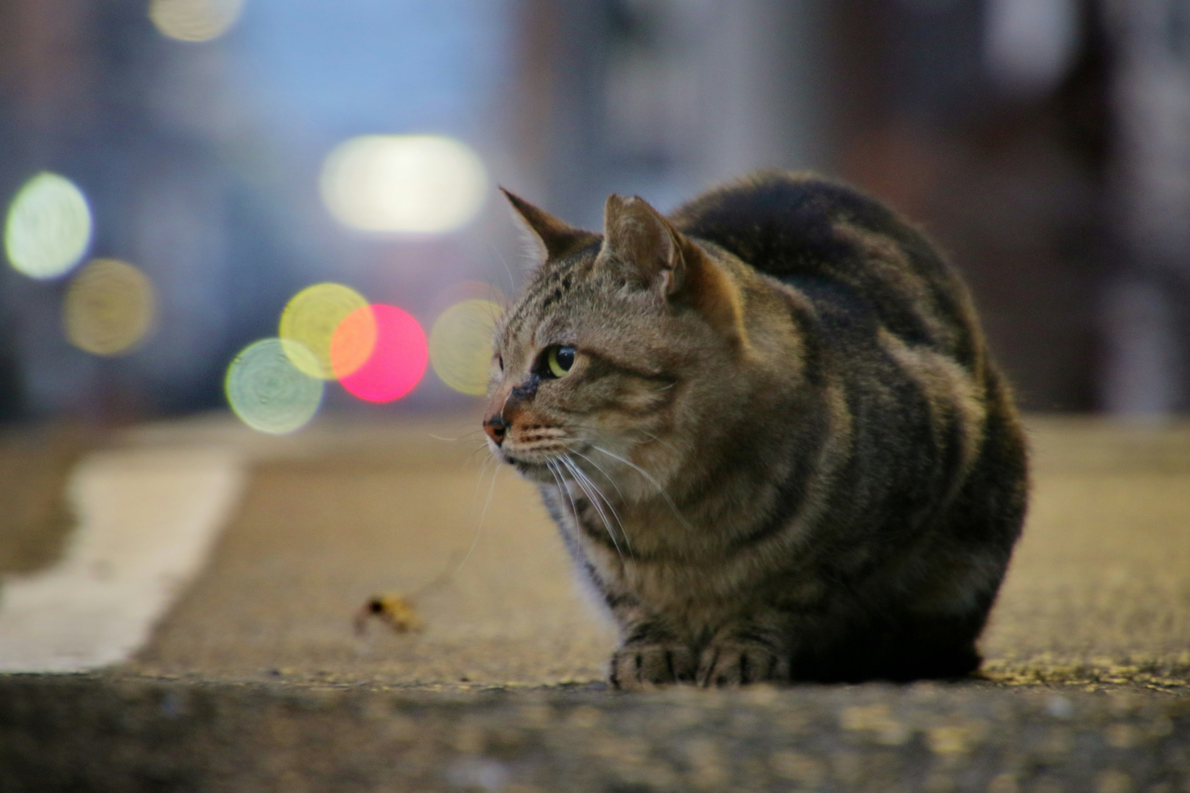 猫が街の道路に座っている夜のシーン