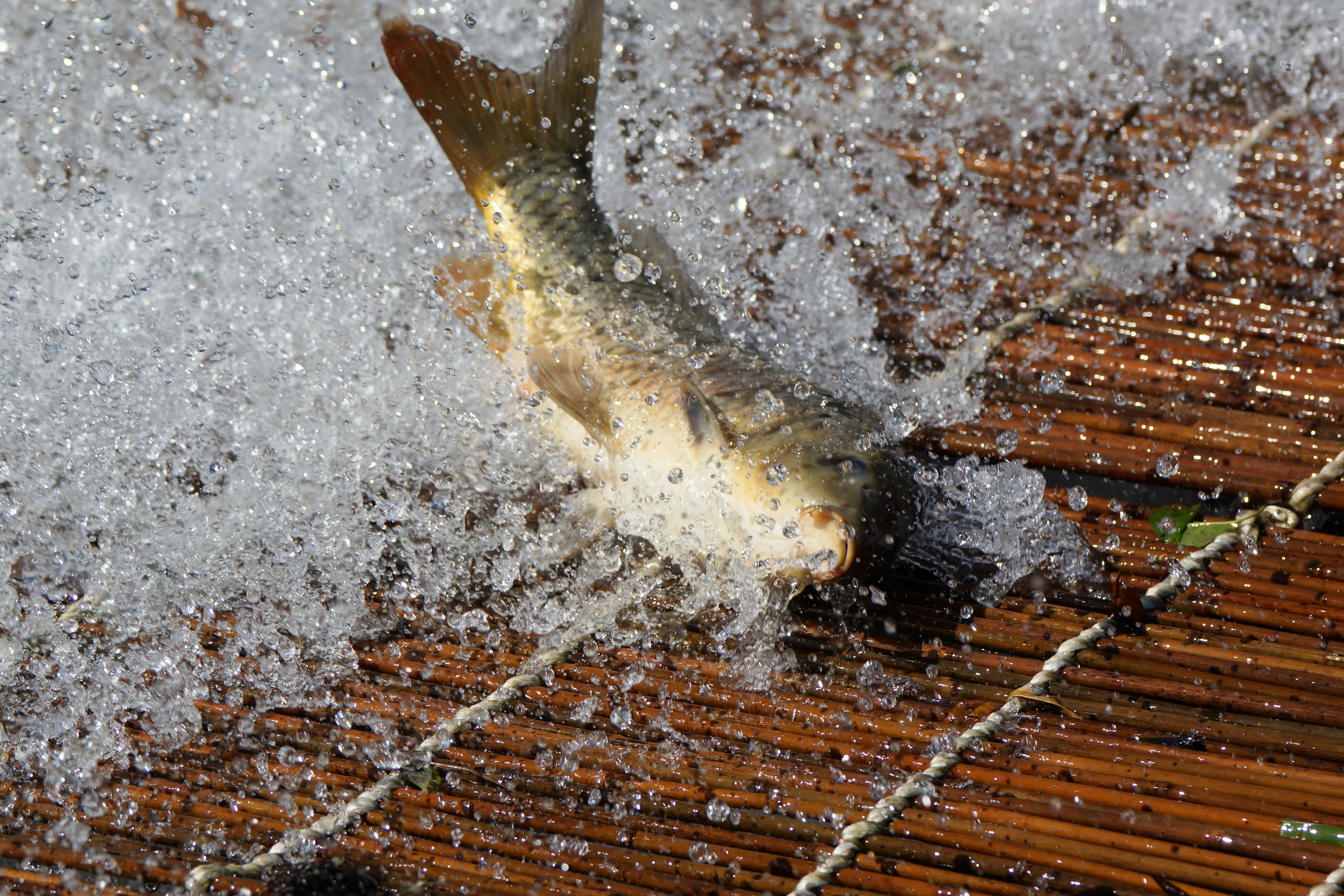 A fish splashing on wooden planks with water around it