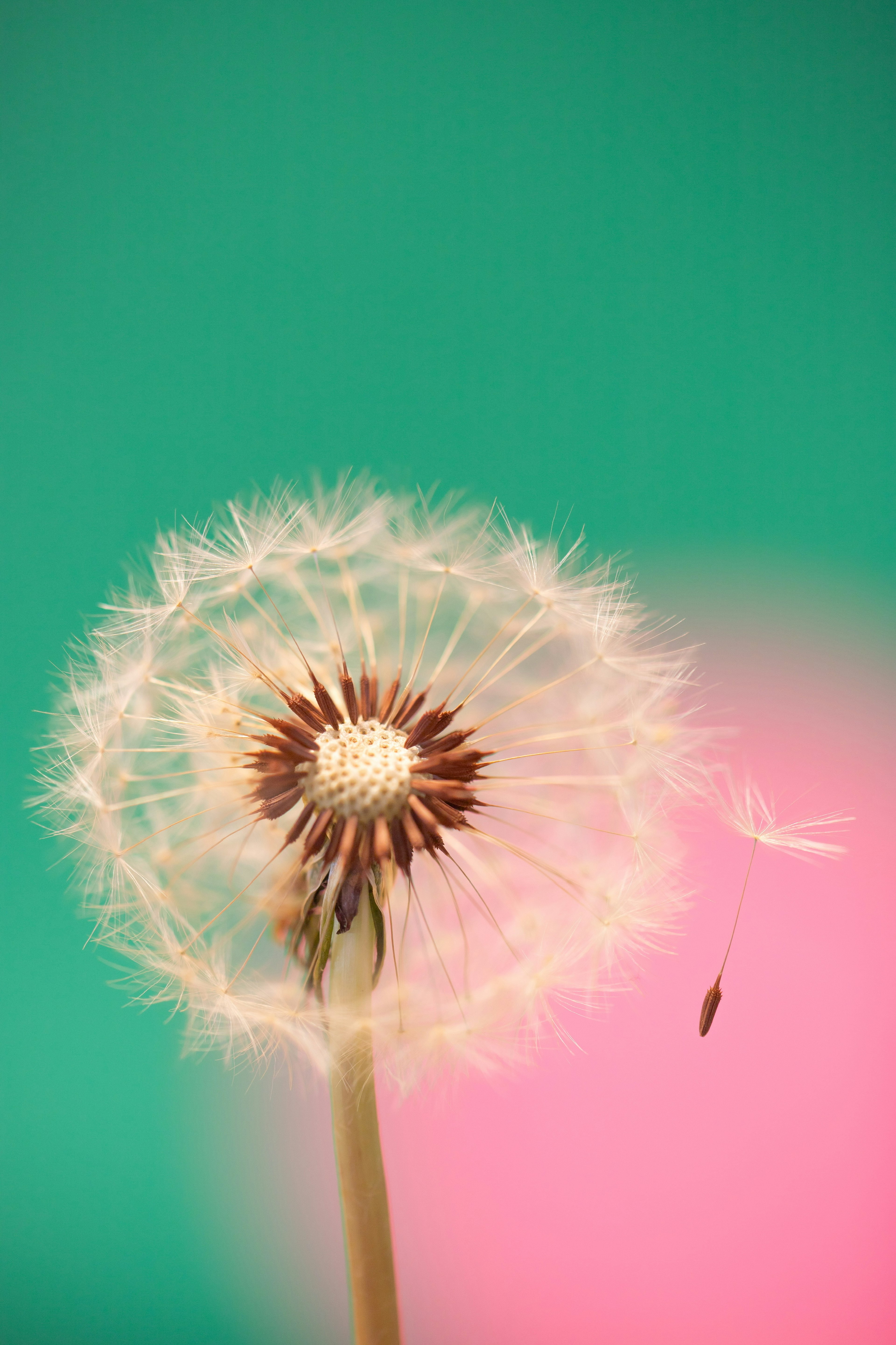 Close-up of a dandelion puff with a vibrant background