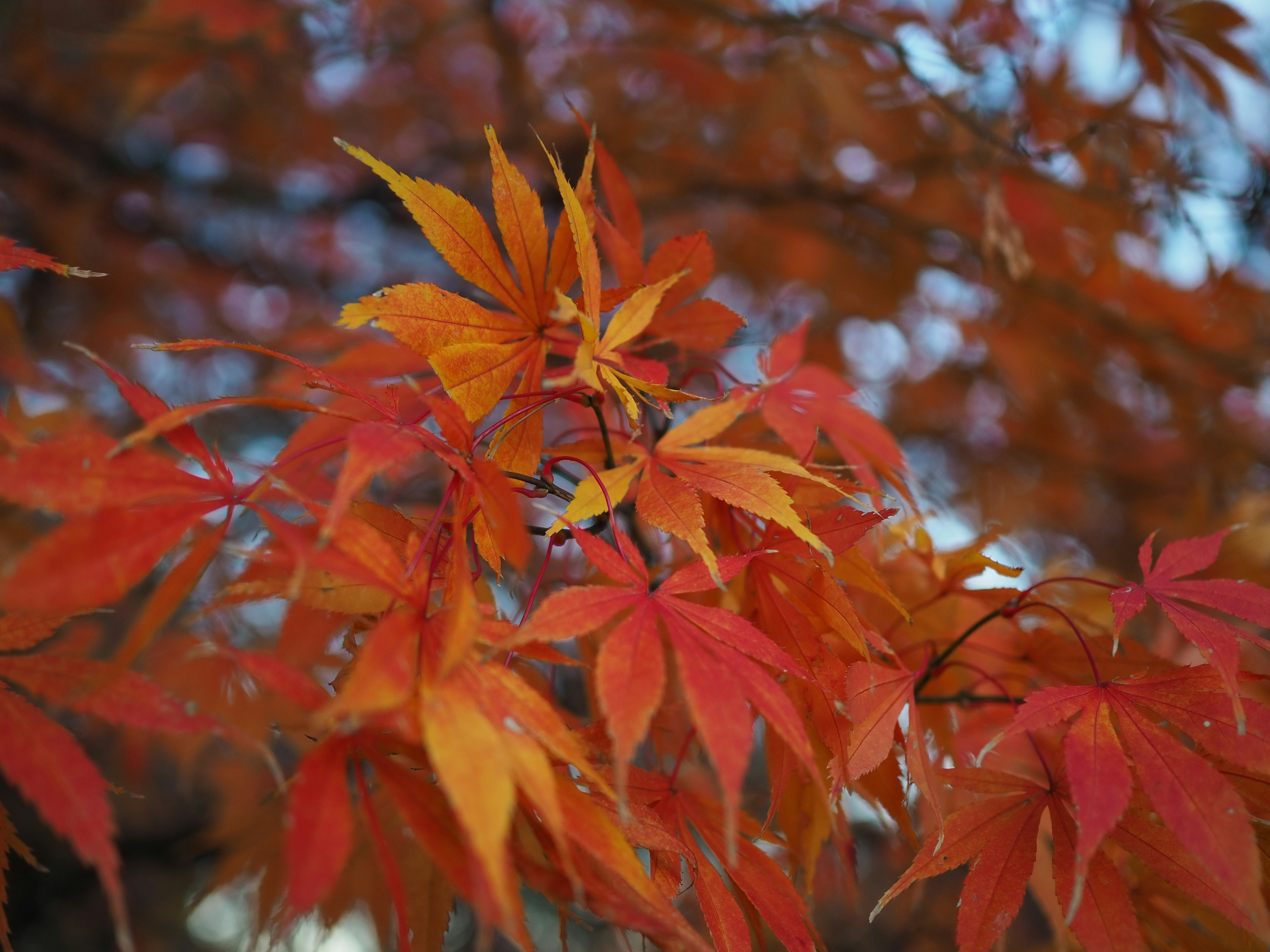 Lebendige orange und rote Ahornblätter, die die Schönheit des Herbstes zeigen