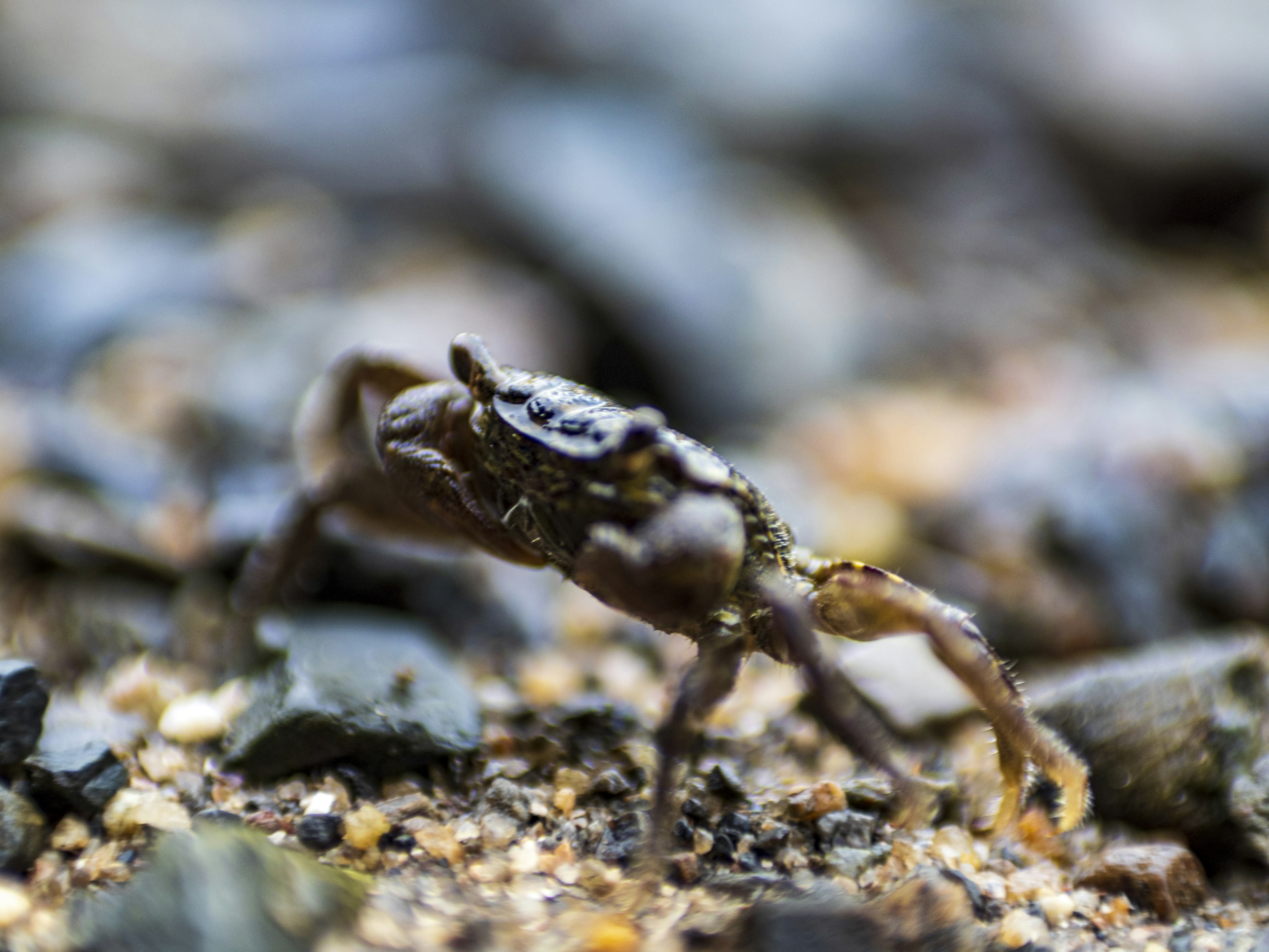 Gros plan d'un petit crabe marchant sur une plage de sable