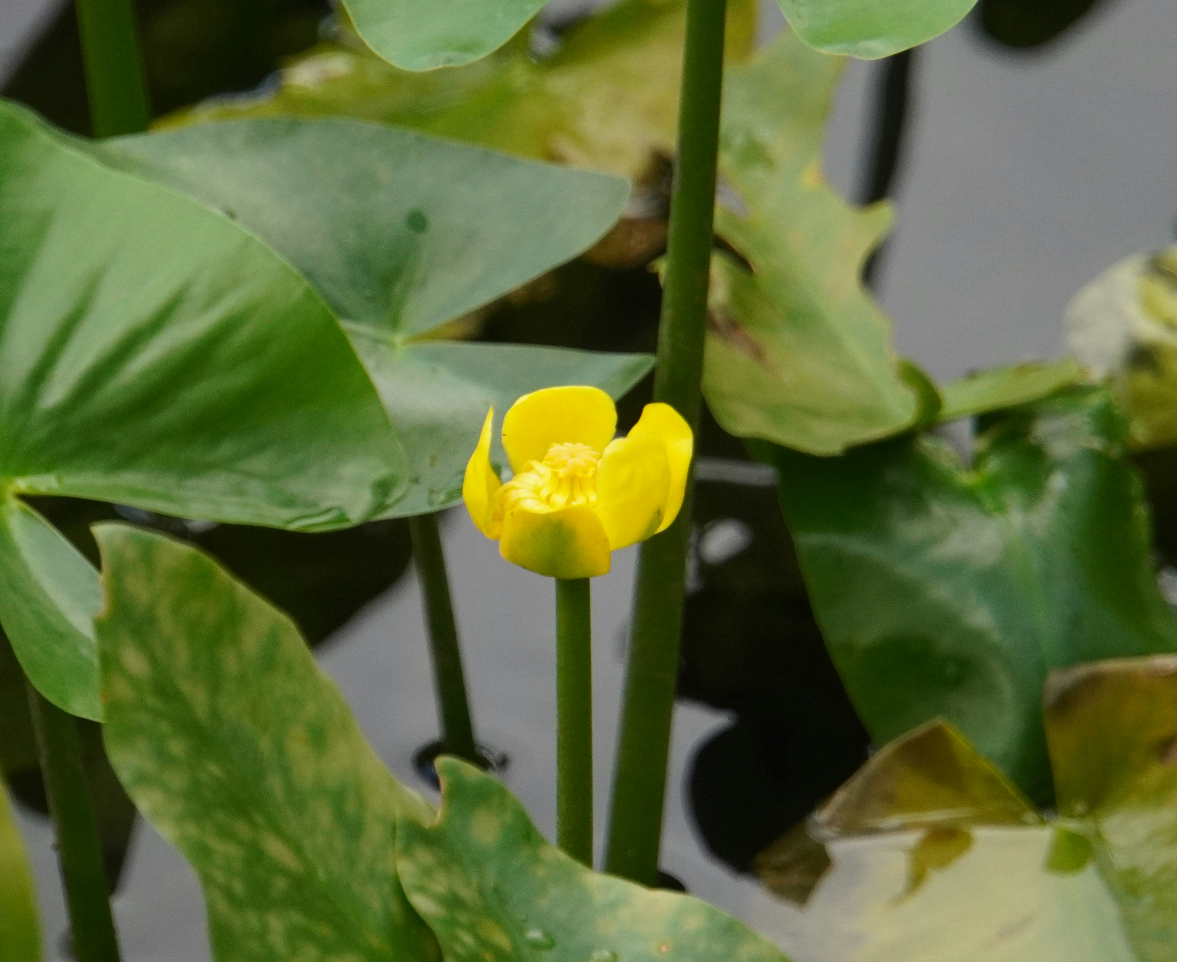 Una flor amarilla floreciendo entre hojas verdes flotando en el agua