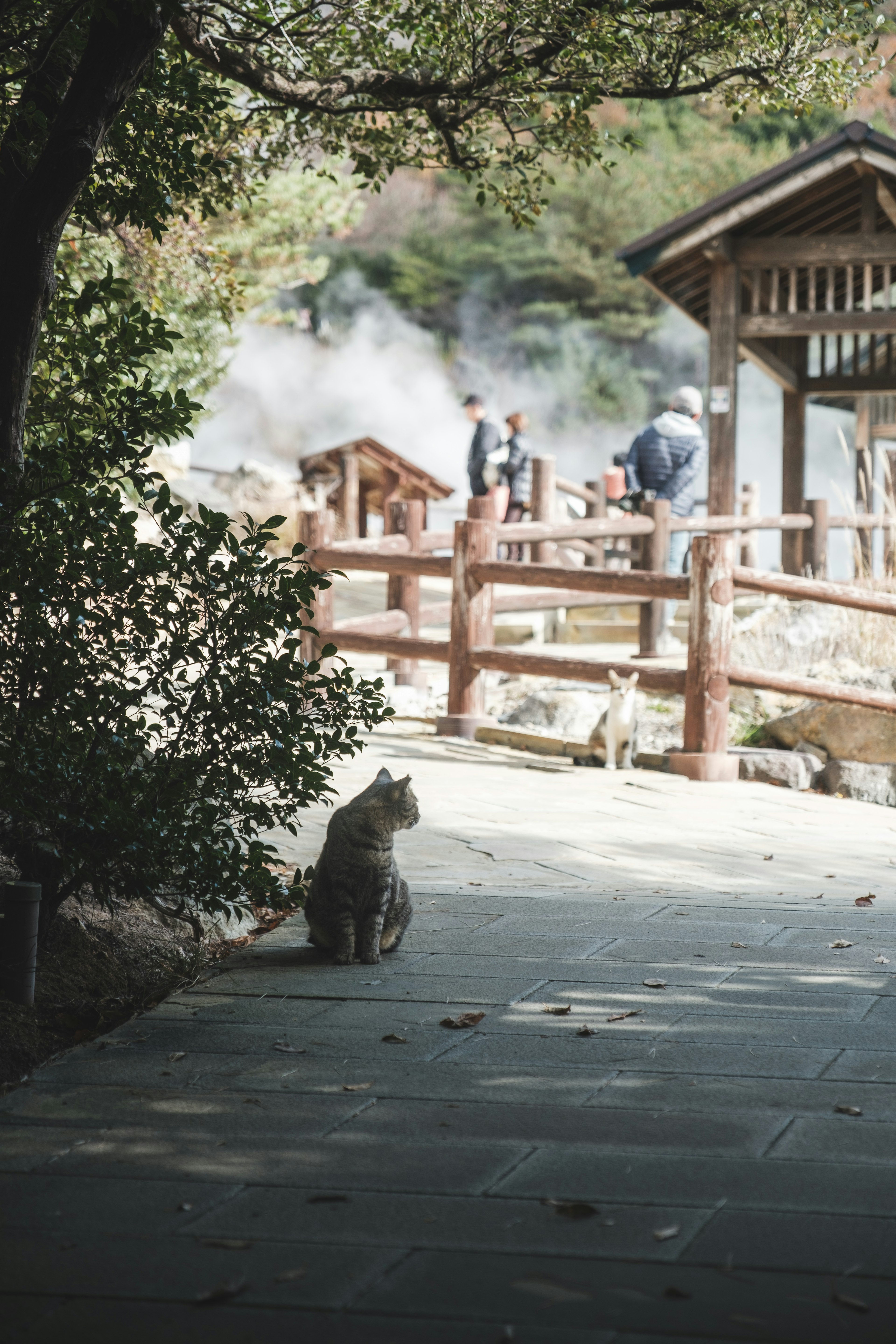 猫が静かな道に座っていて、背景には温泉の蒸気が立ち上る