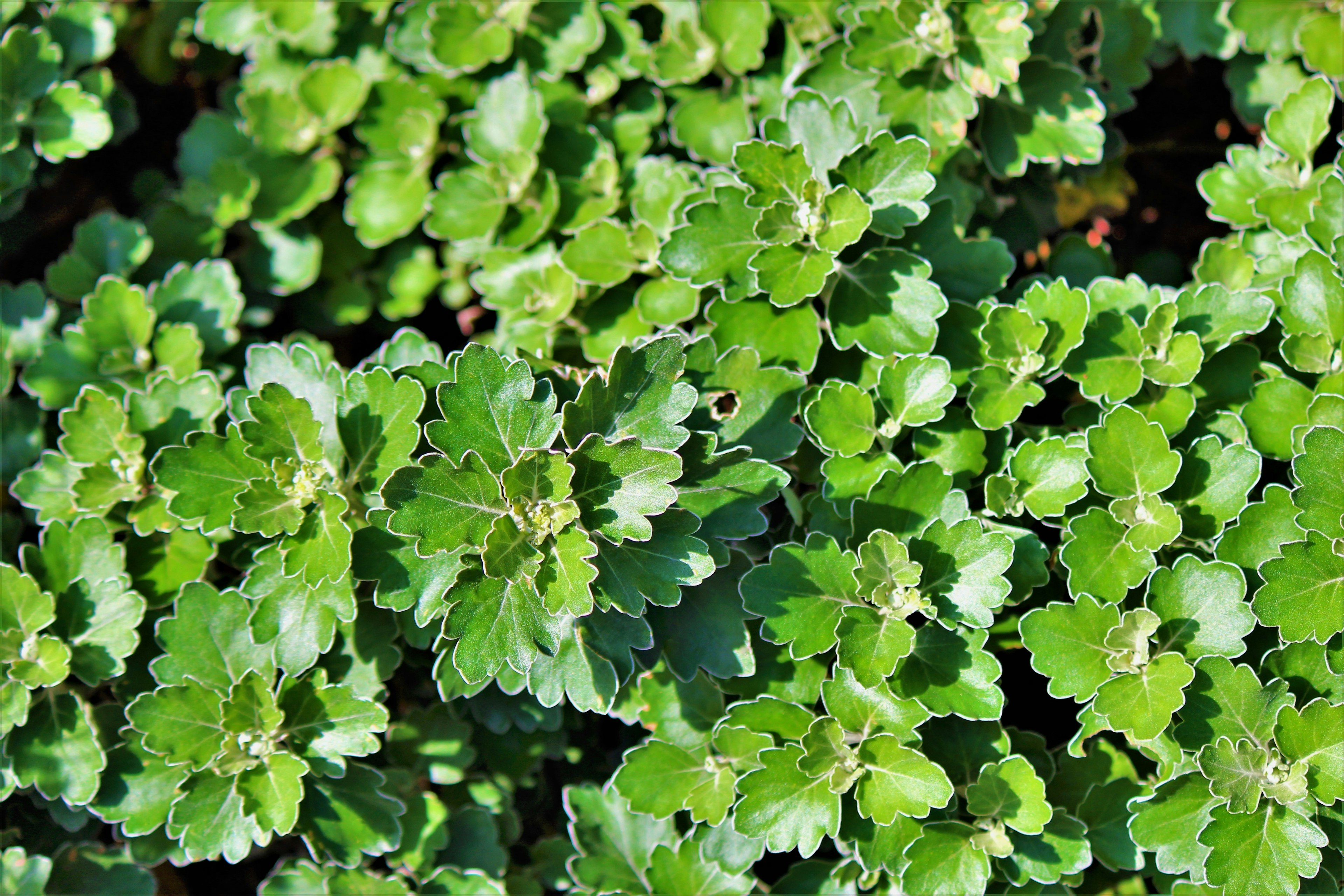 Primer plano de hojas verdes exuberantes de una planta