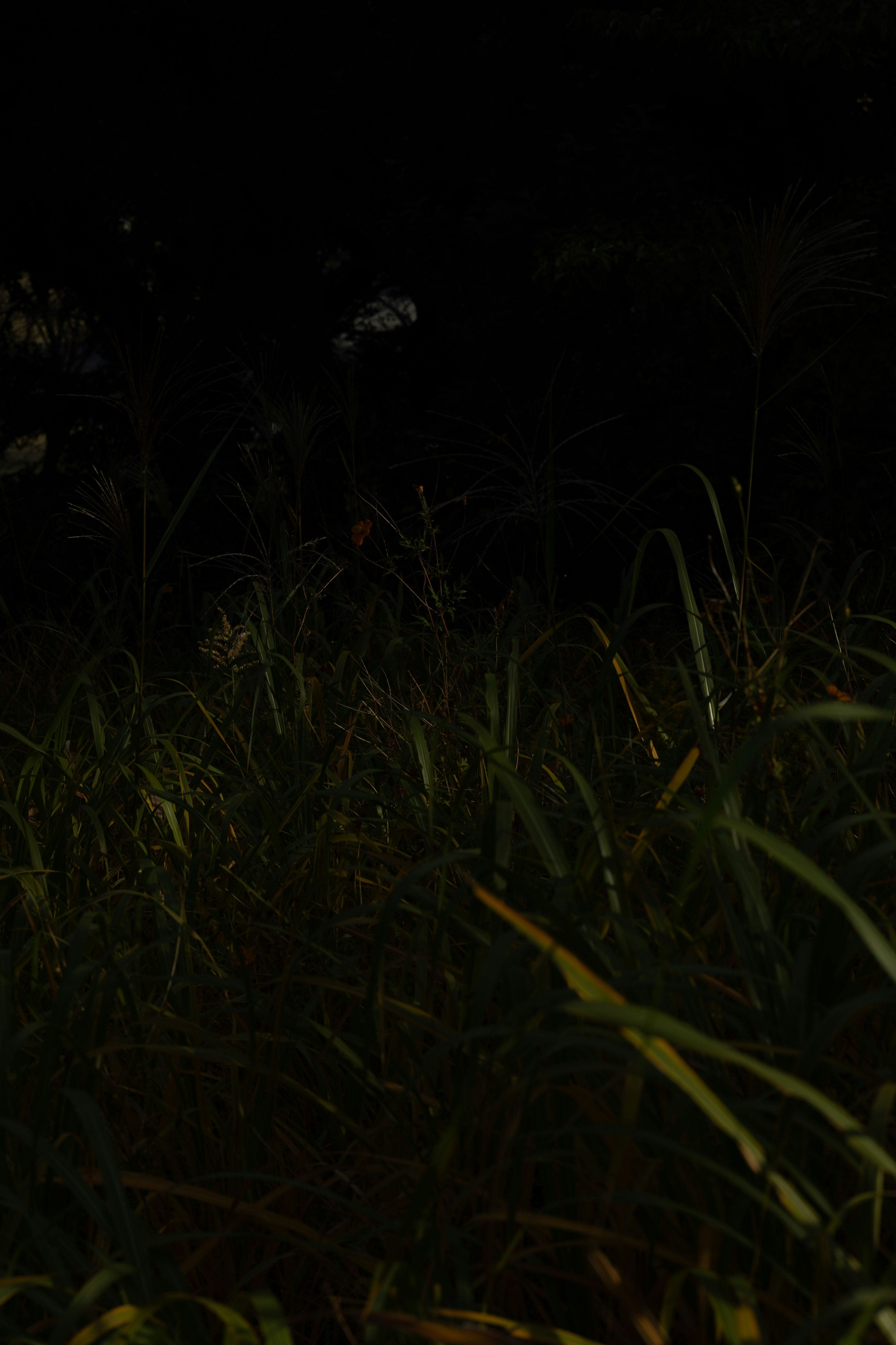 Pemandangan malam dengan rumput di latar belakang gelap