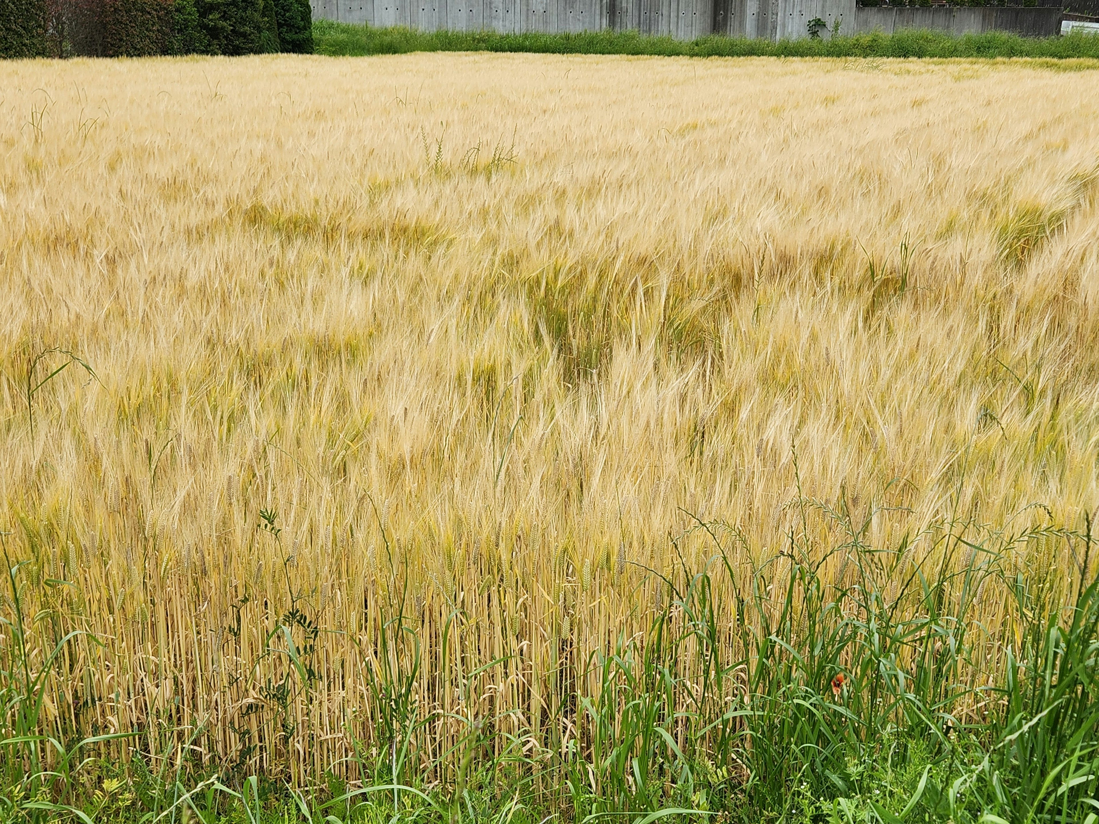 Campo de trigo dorado con hierba verde en primer plano