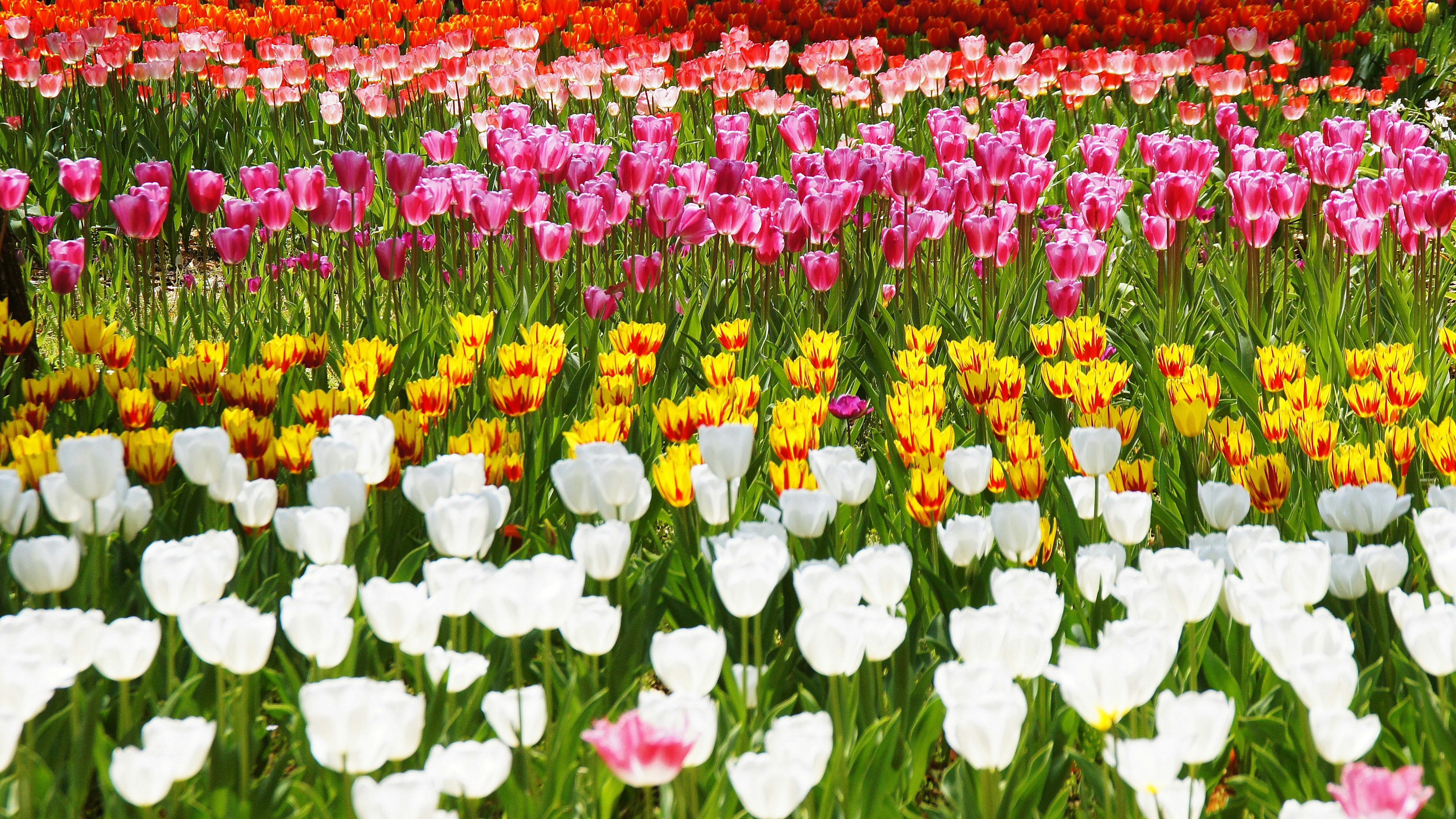 Un campo fiorito vibrante pieno di tulipani colorati in diverse tonalità