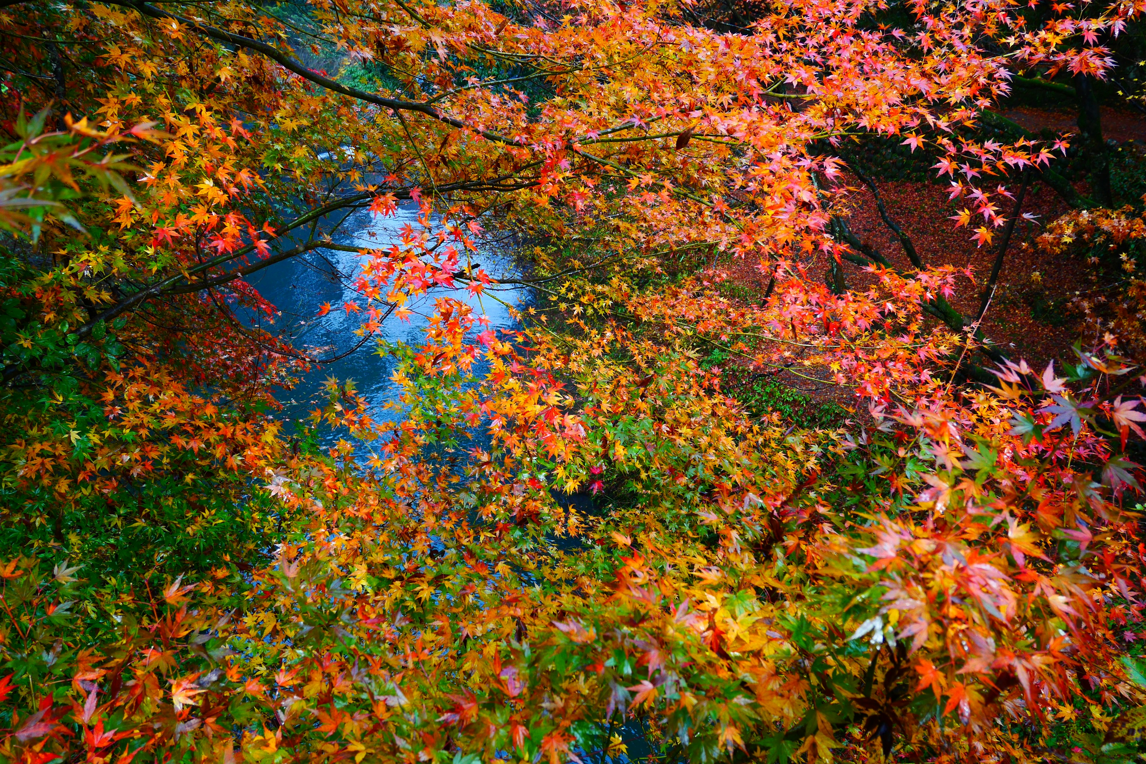 Vue pittoresque de feuillage d'automne au-dessus d'une rivière tranquille