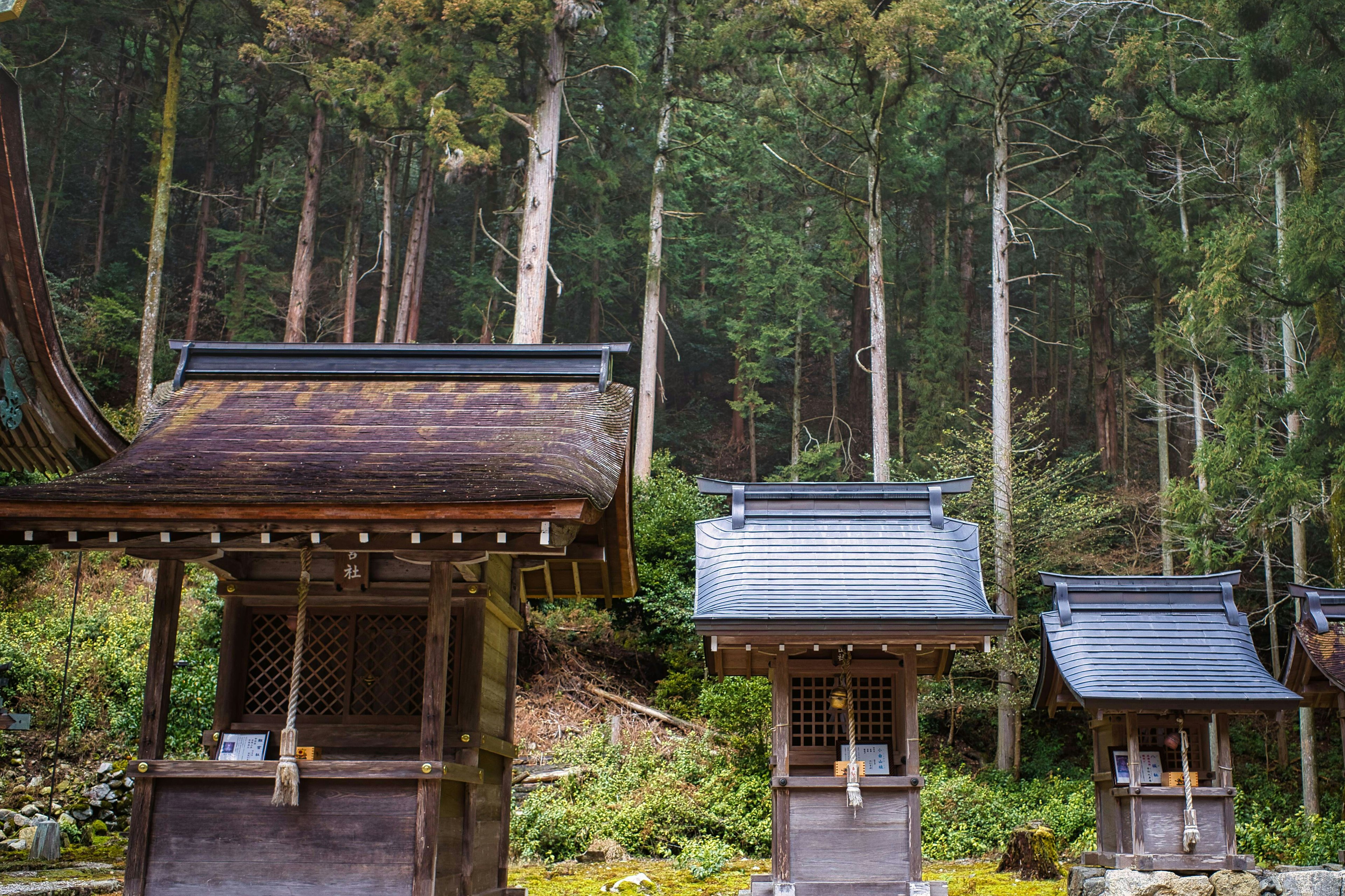 Traditional shrine huts nestled in a forest setting