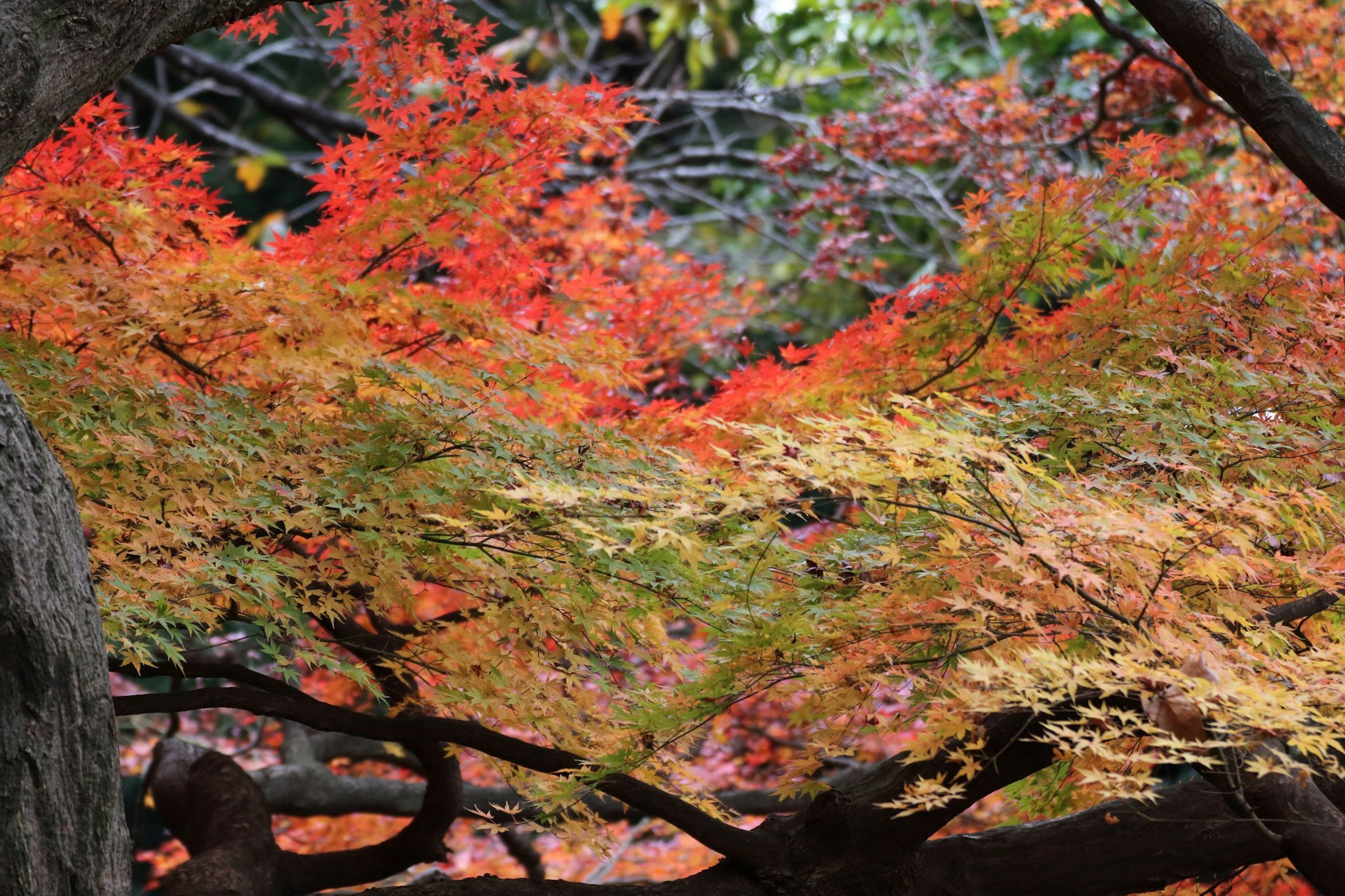 ภูมิทัศน์ของใบไม้เปลี่ยนสีในเฉดสีแดงและส้ม