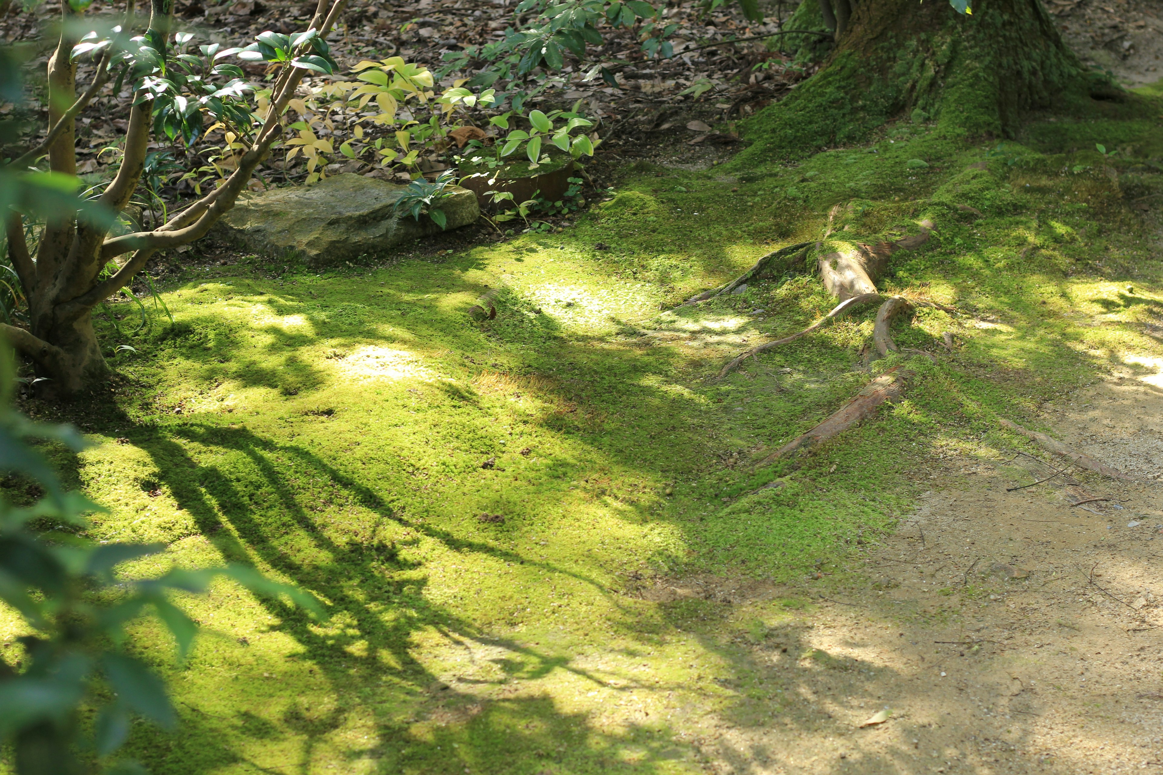 Suelo del bosque cubierto de musgo verde y sombras intrincadas