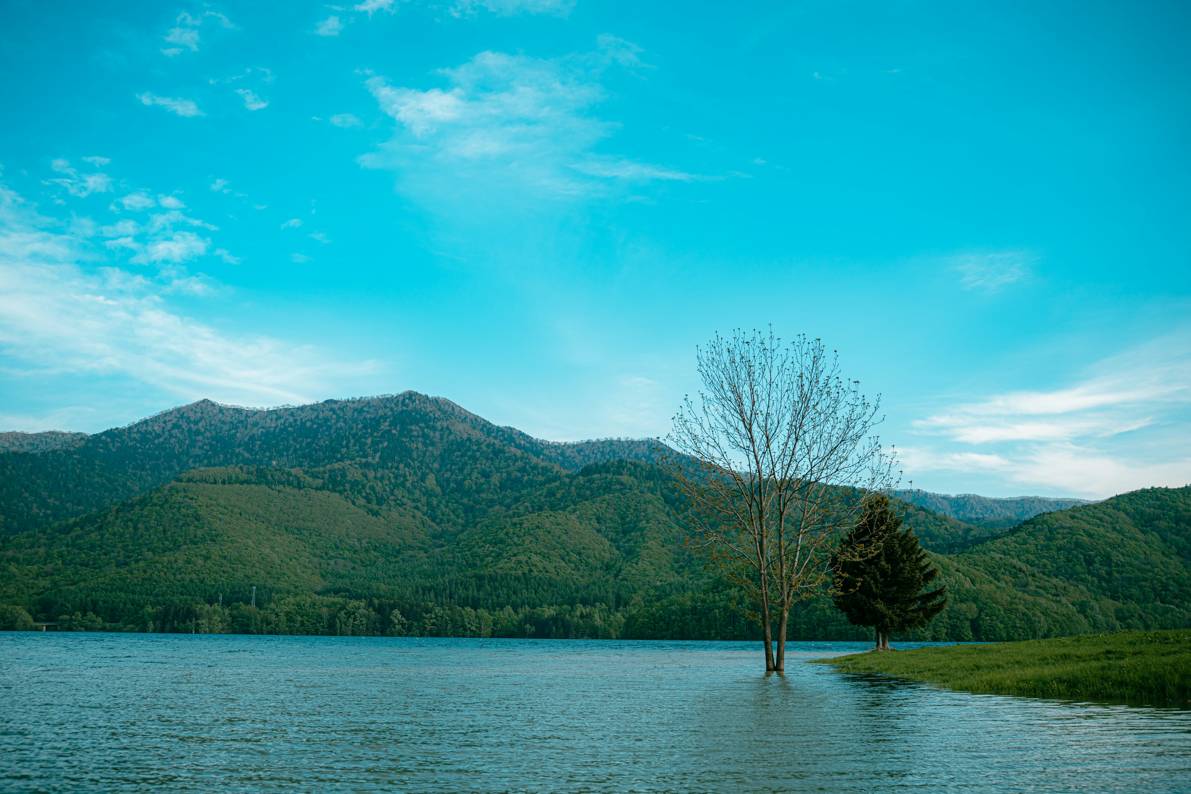 Una vista escénica de un lago con un árbol solitario y montañas verdes bajo un cielo azul