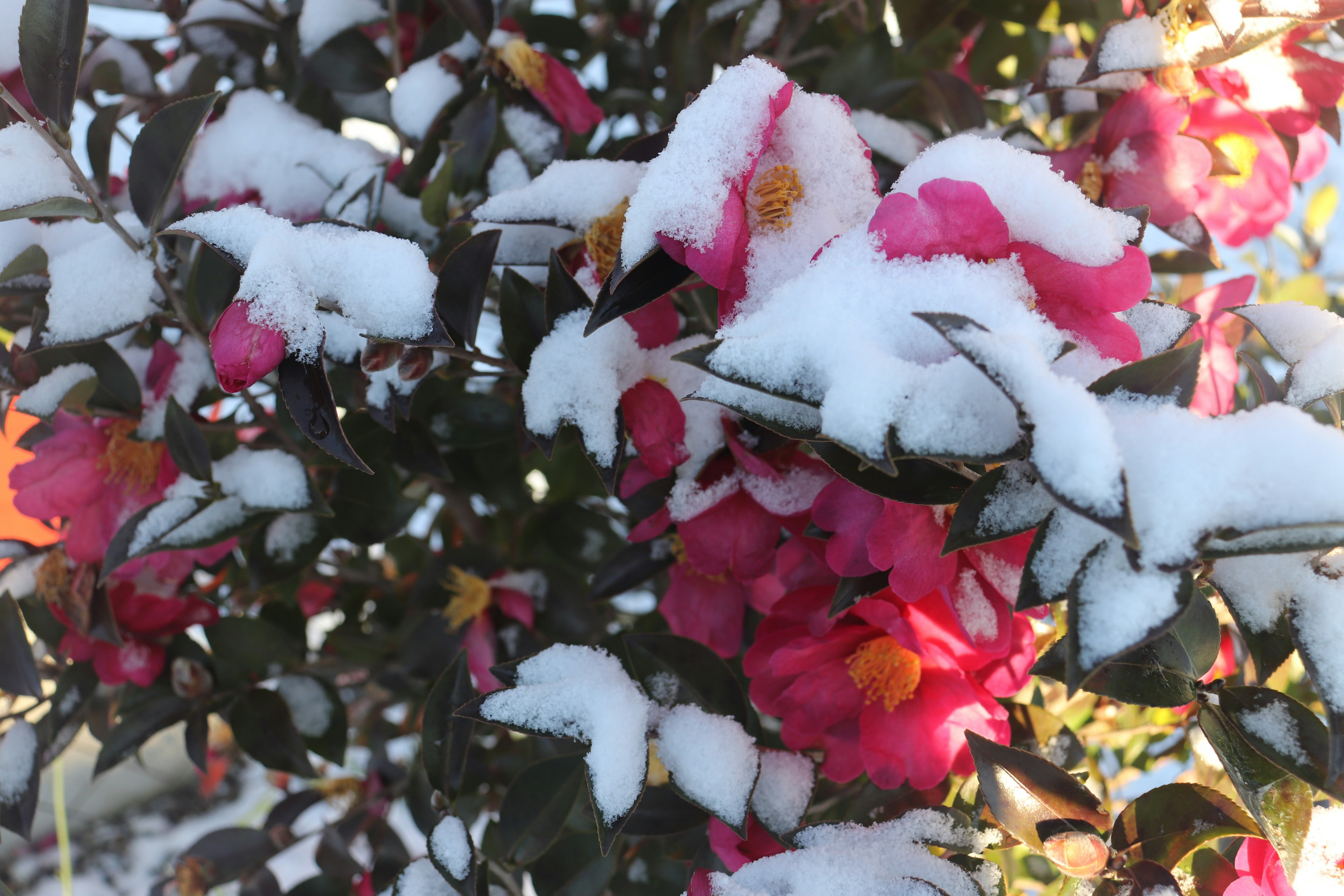 Branches with vibrant pink flowers covered in snow