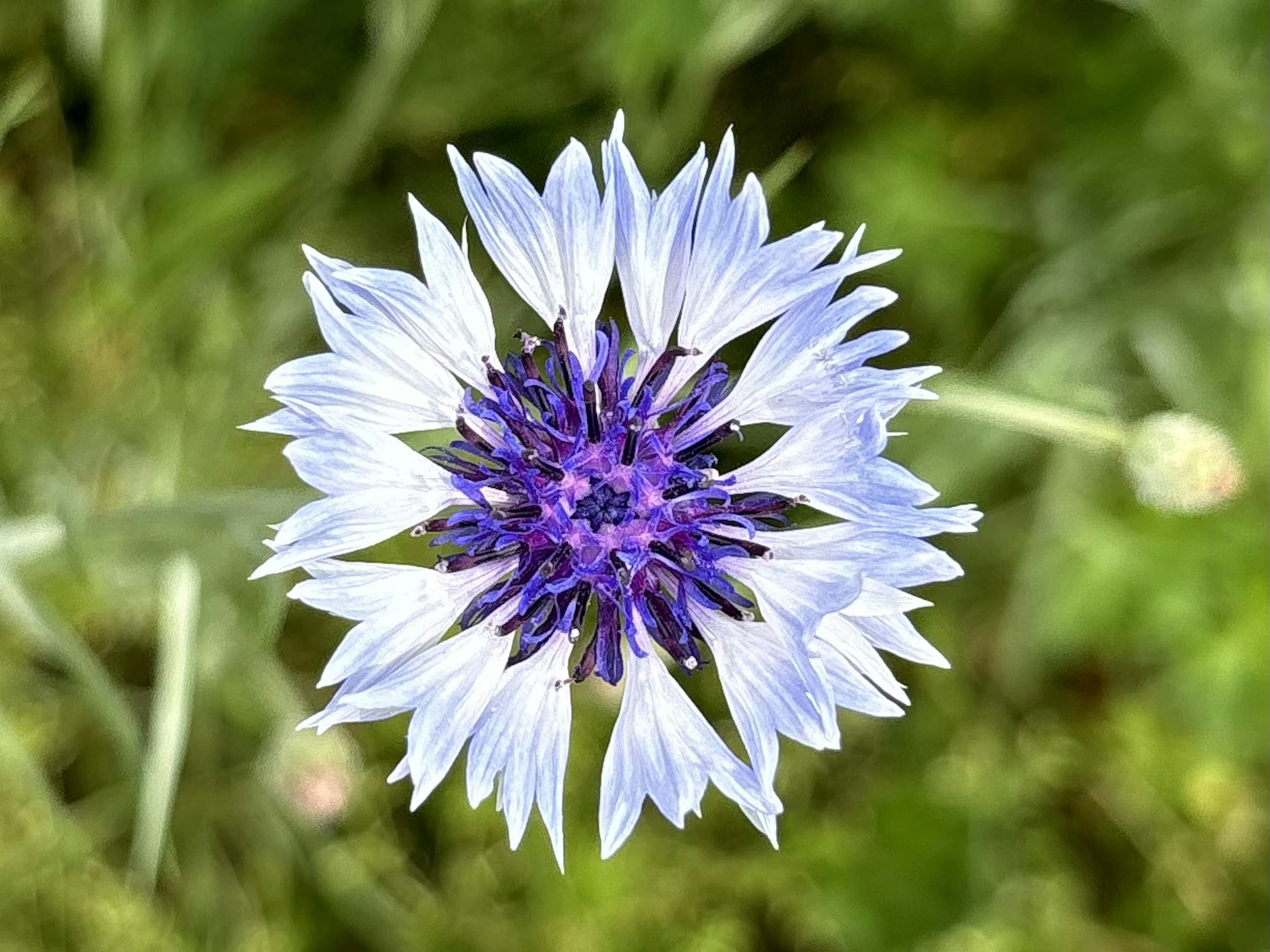 青紫色の中心と白い花びらを持つ美しい花の上面