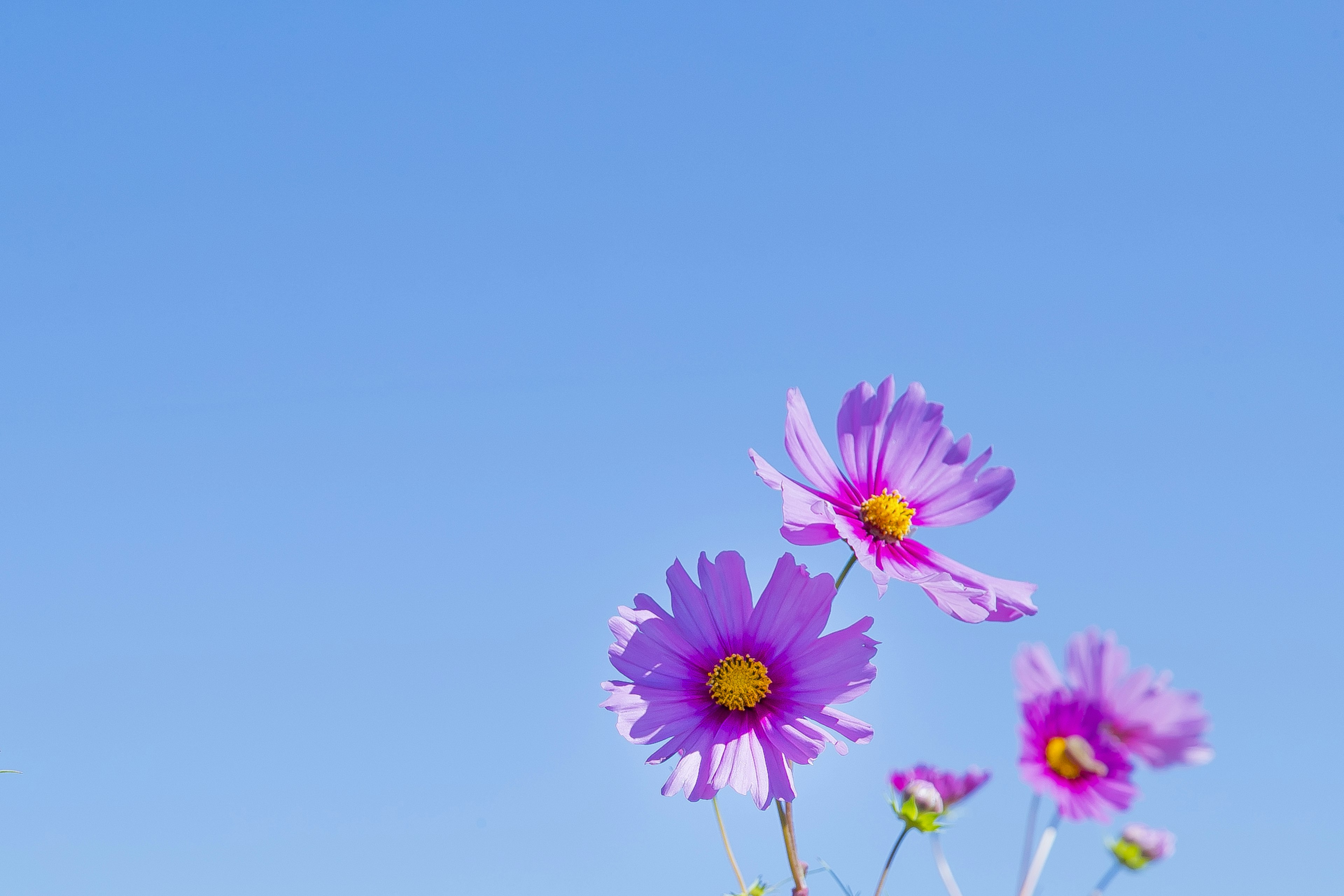 Nahaufnahme von lila Blumen vor einem klaren blauen Himmel