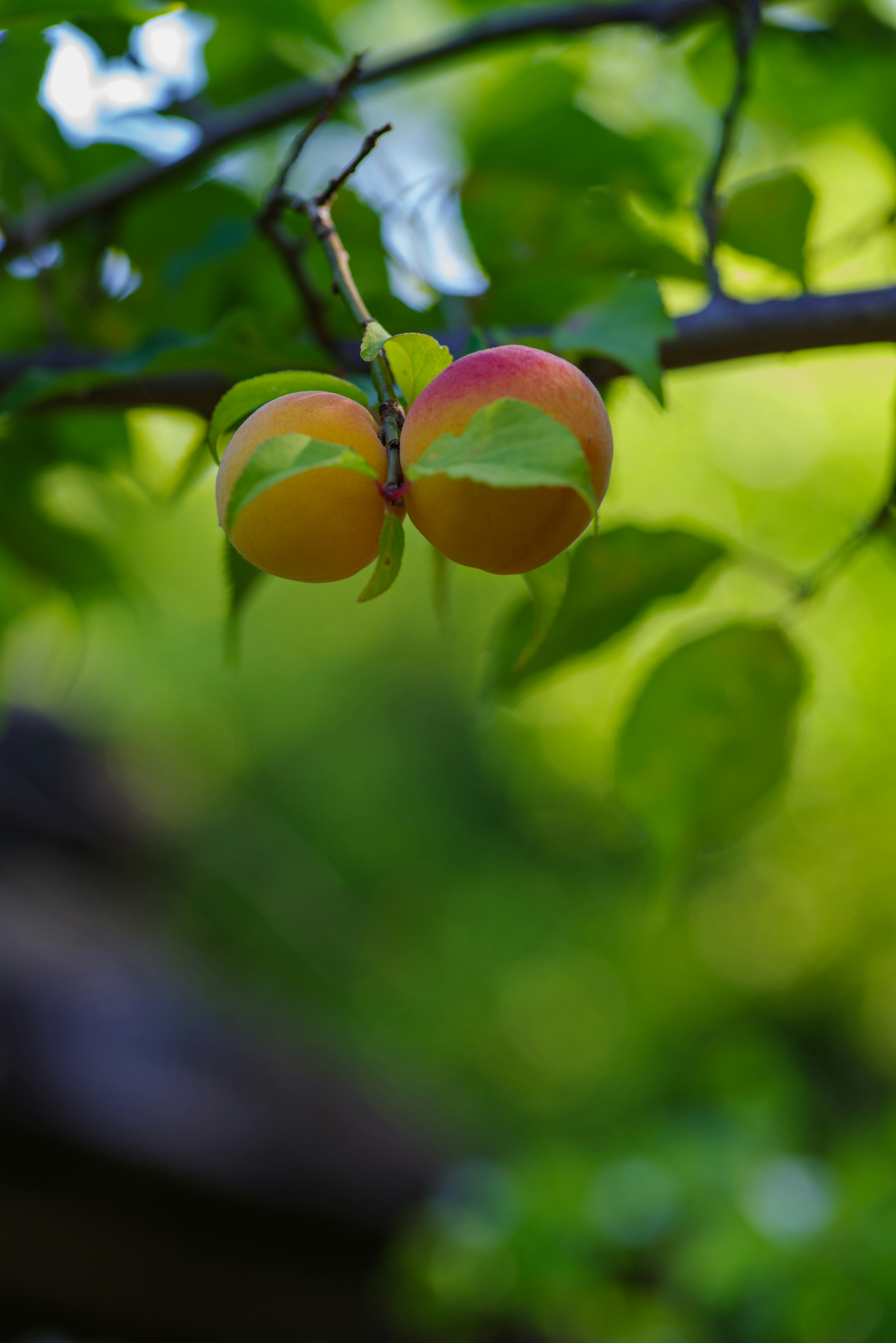 Due pesche appese a un ramo circondate da foglie verdi