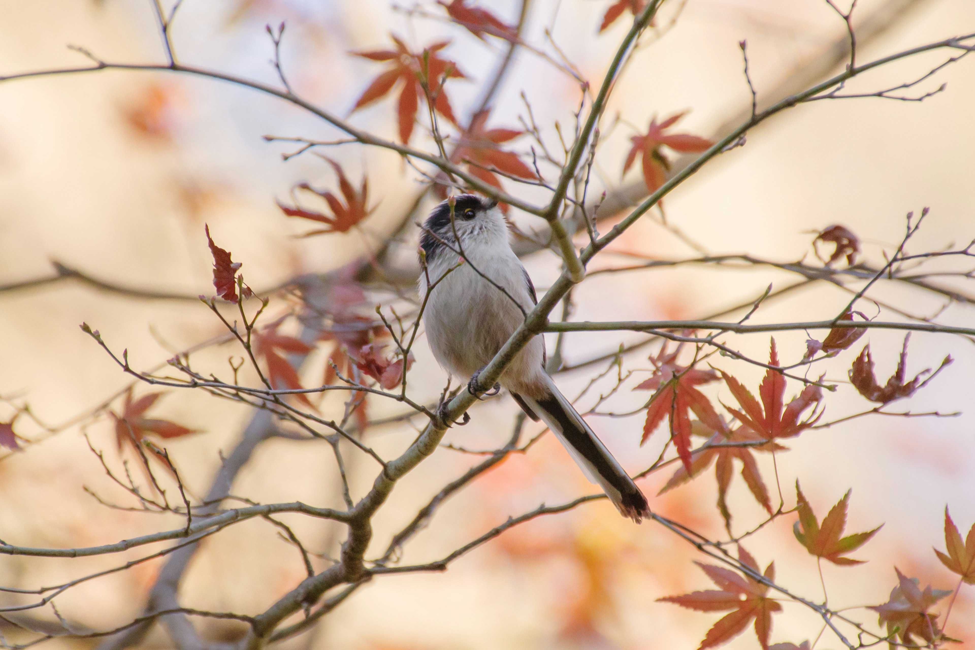 Ein kleiner Vogel, der auf herbstlichen Blättern sitzt