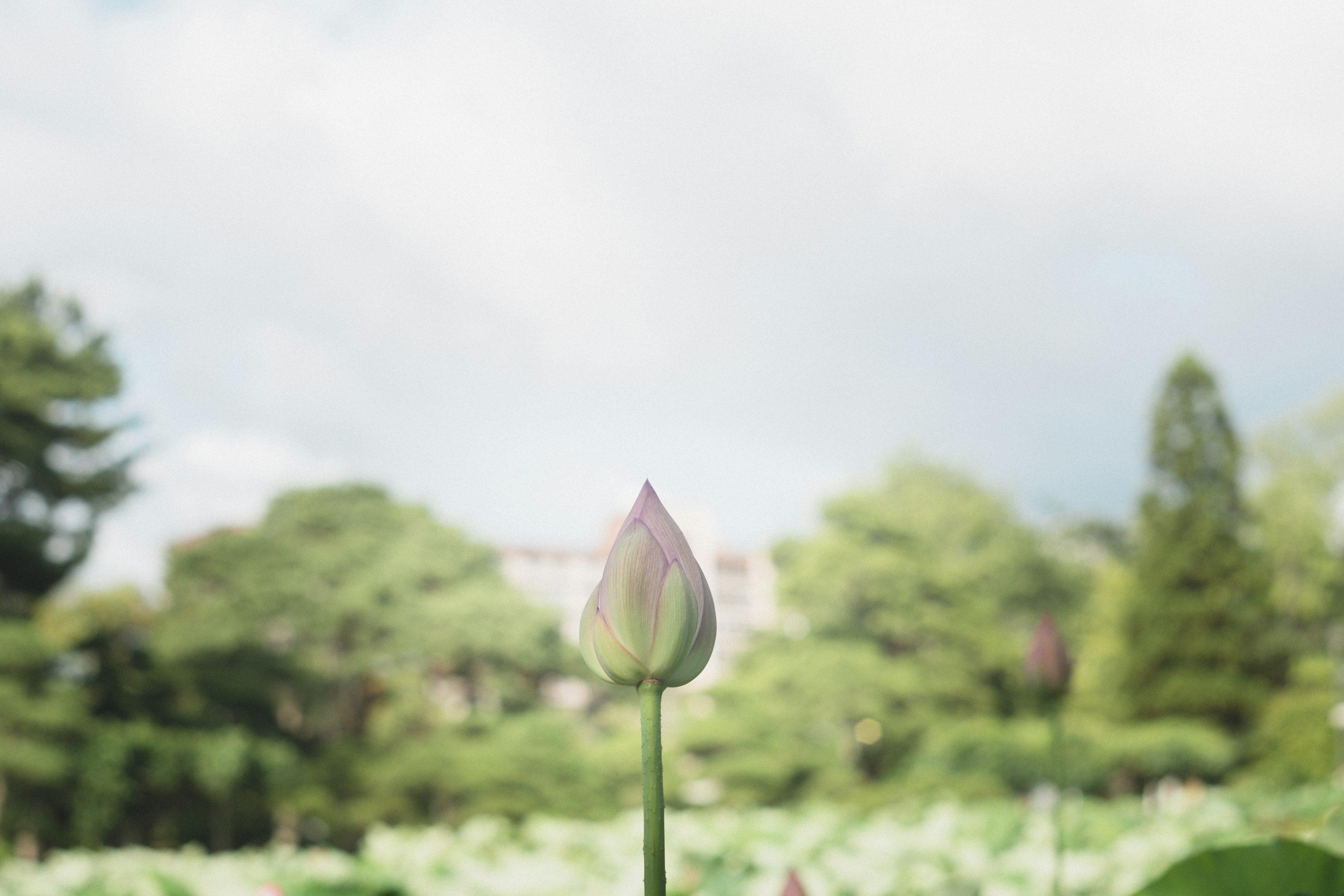 Lotusknospe steht vor einem grünen Hintergrund unter einem blauen Himmel