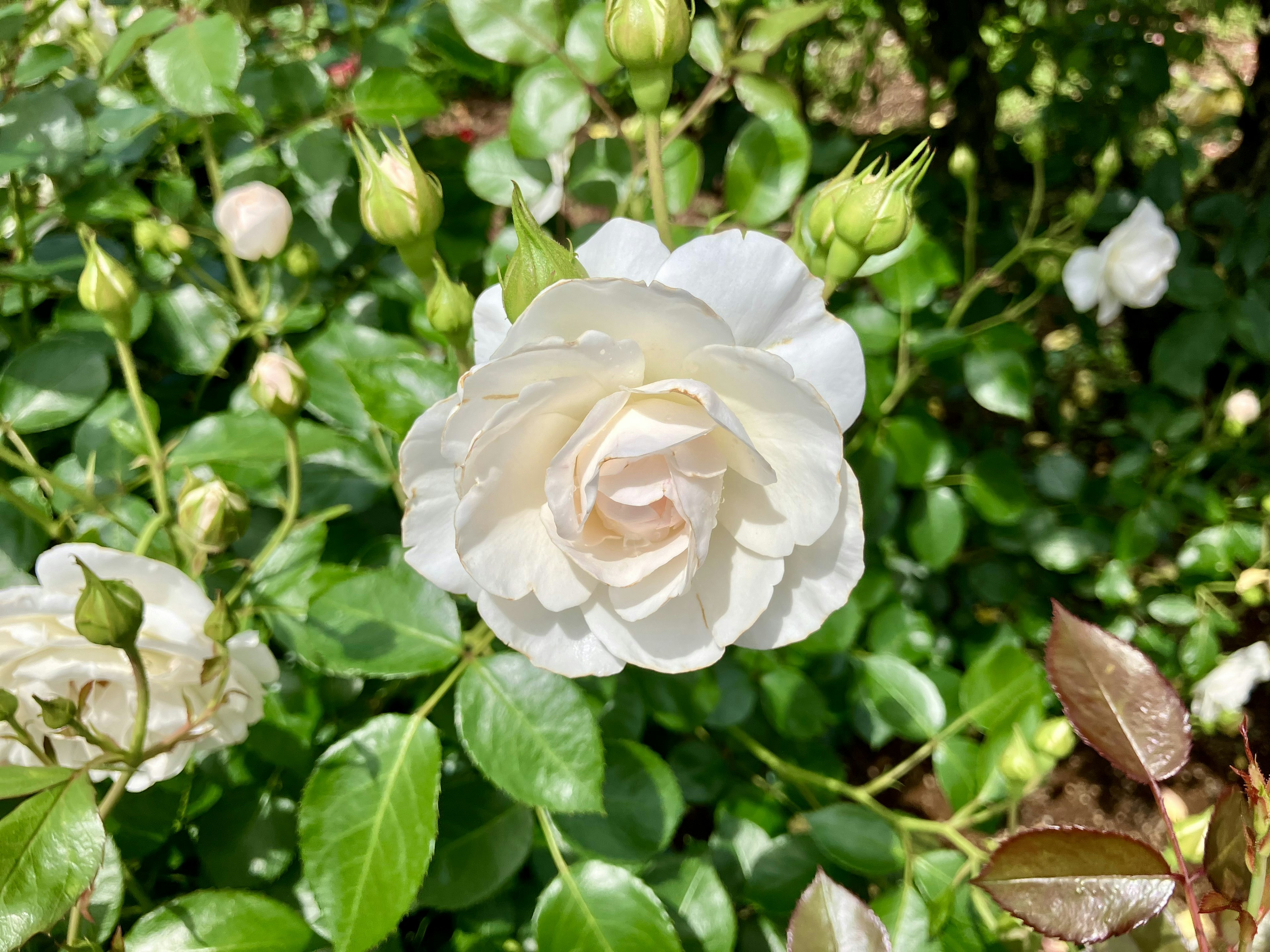 A white rose in full bloom surrounded by green leaves