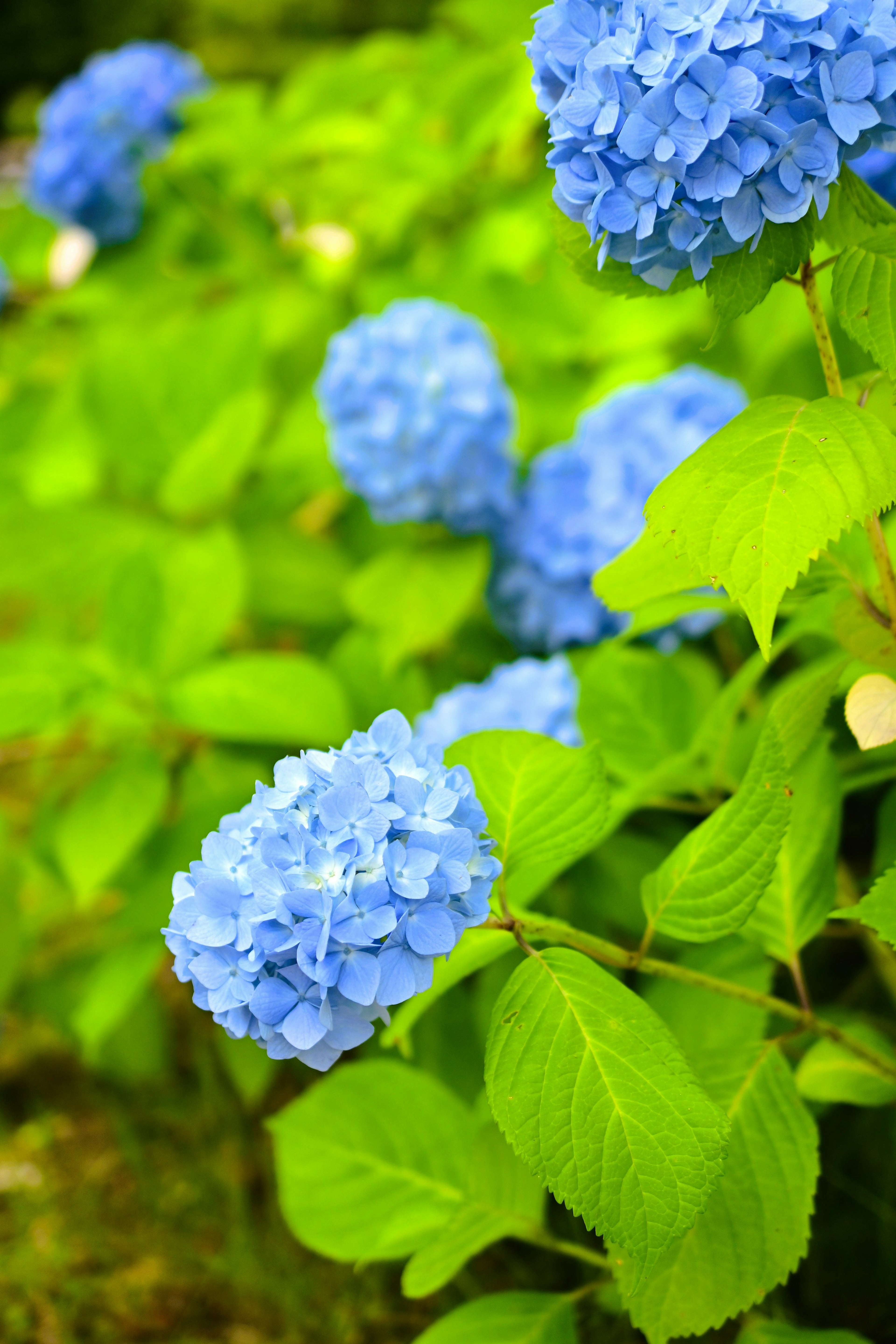 Bunga hydrangea biru cerah dengan daun hijau subur