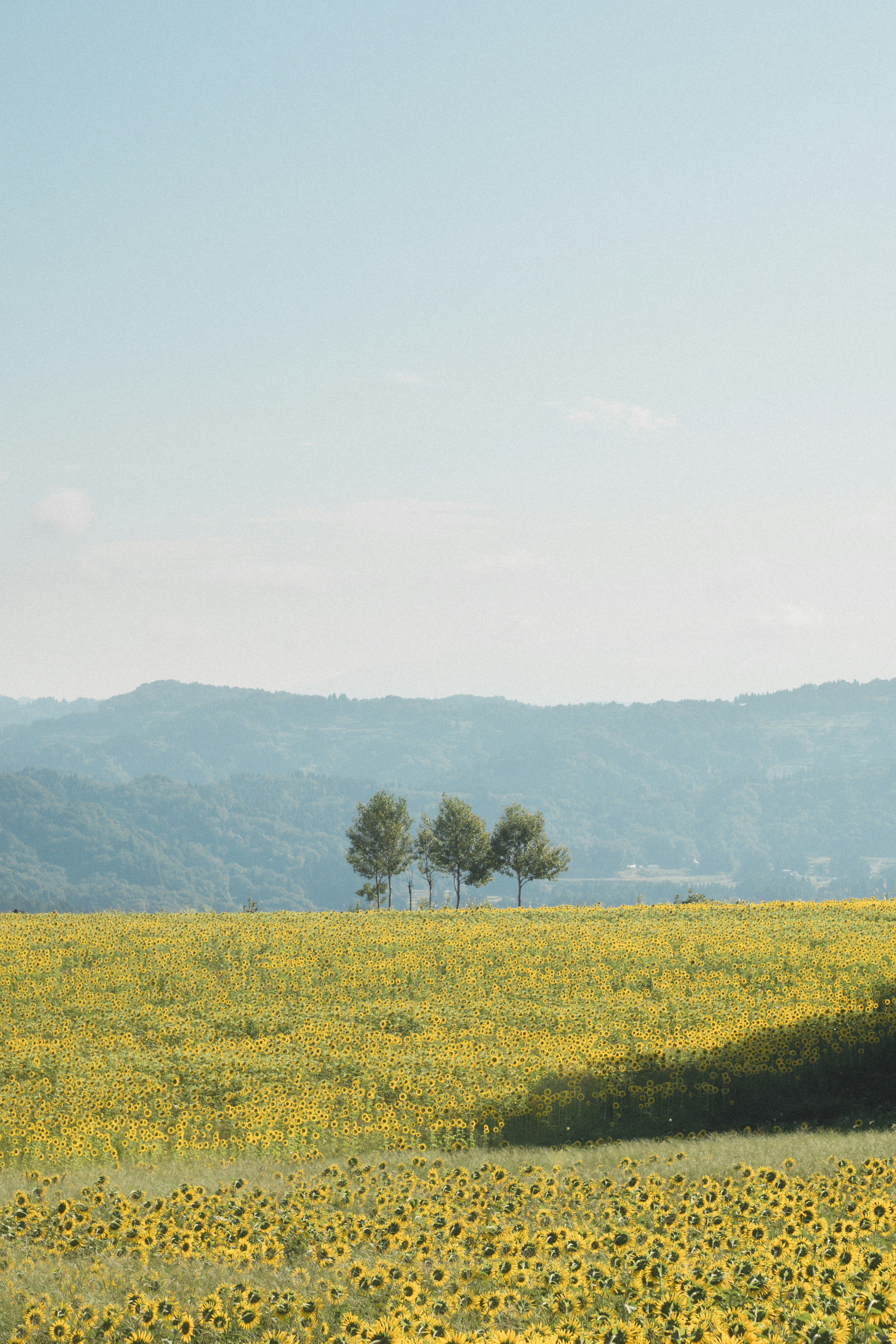 Champ de tournesols sous un ciel bleu avec trois arbres sur des collines lointaines