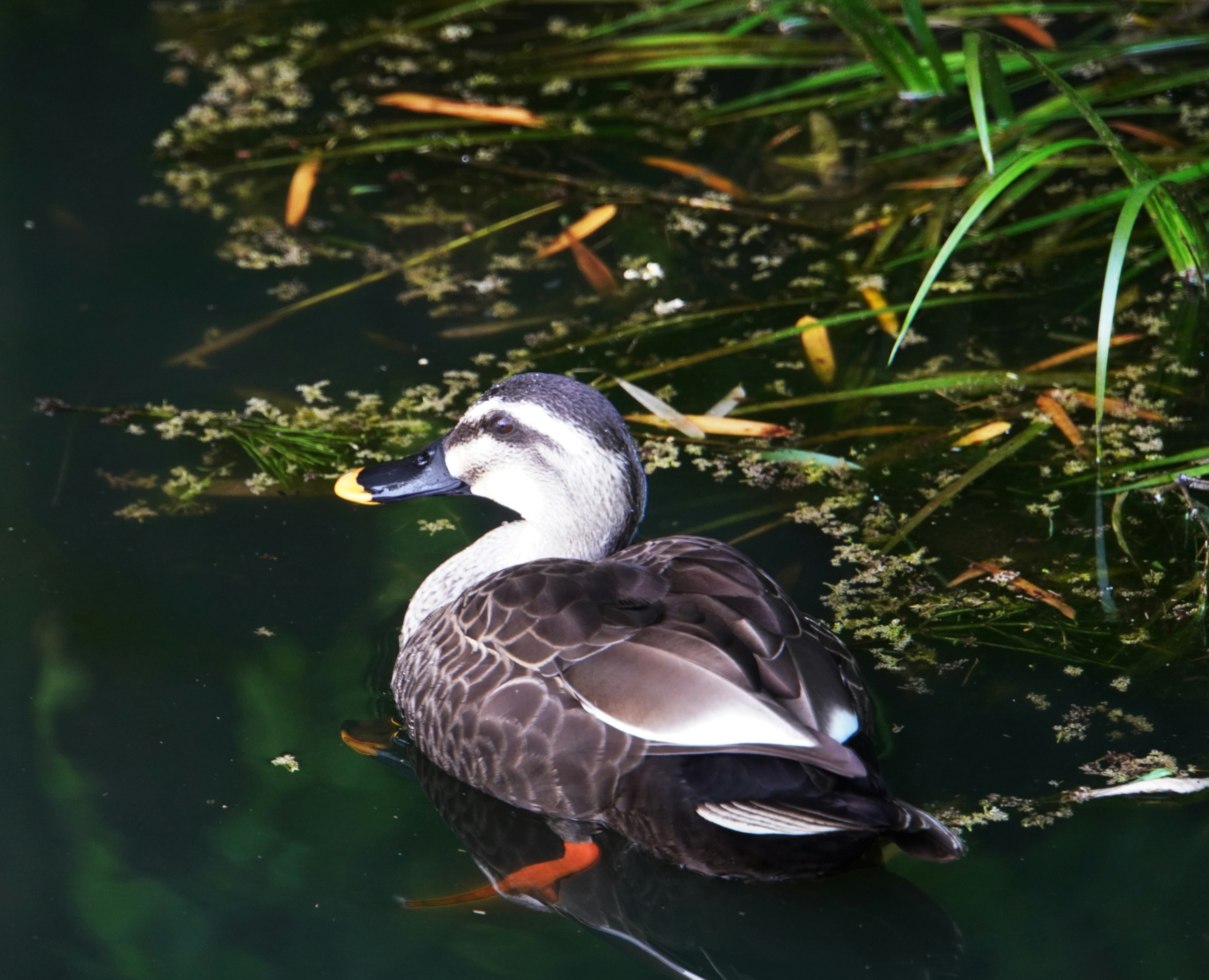 水辺で泳ぐカモの姿と緑の水草