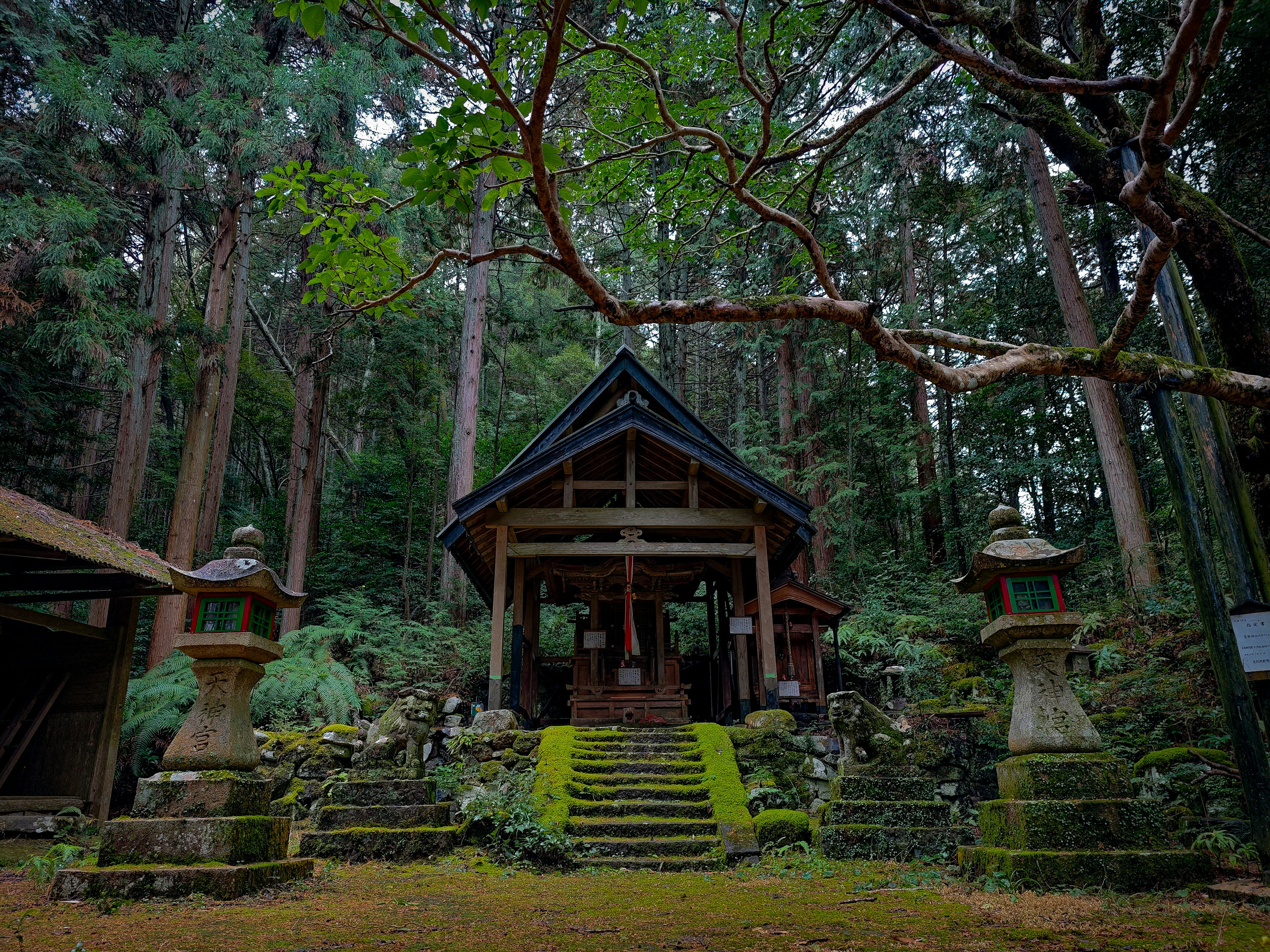 森林中的傳統神社和覆蓋著苔蘚的台階