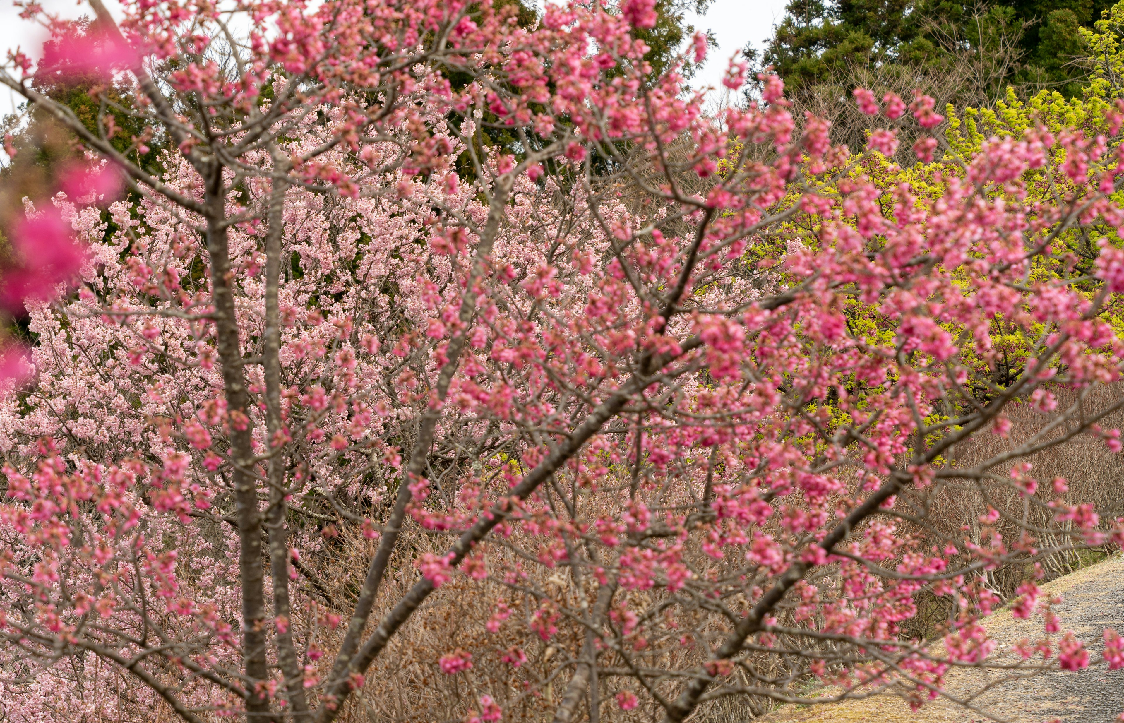 色とりどりの桜の花が咲く木の枝