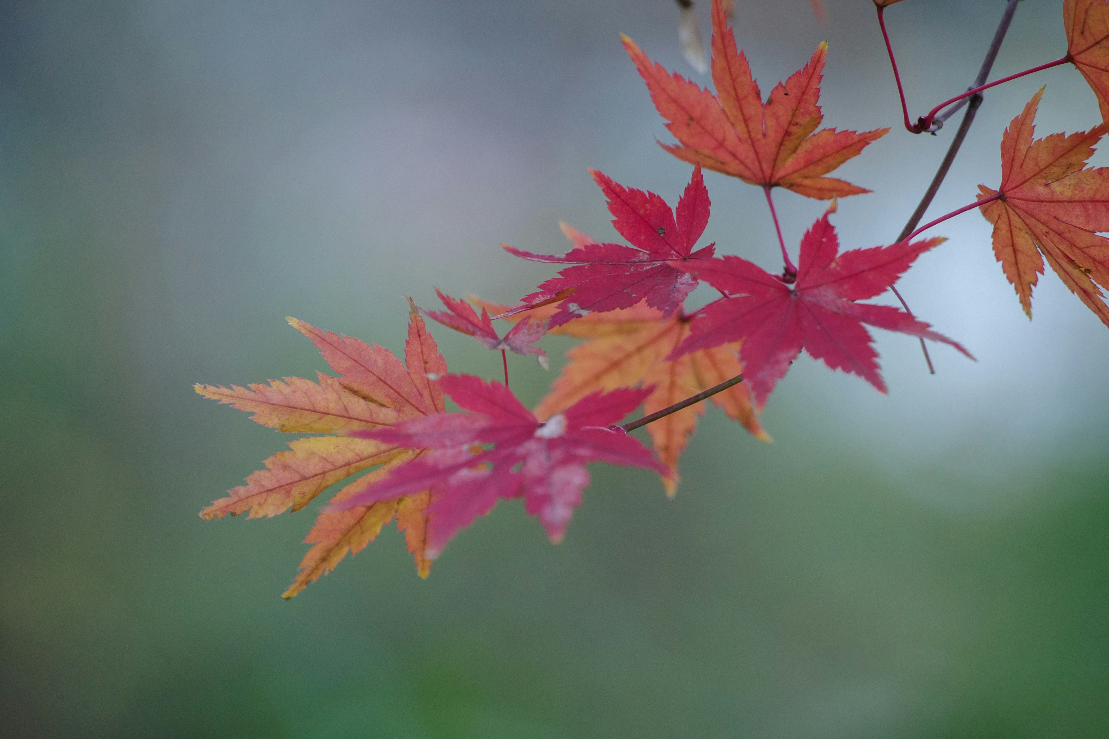 Maple leaves in vibrant red and orange hues on a branch