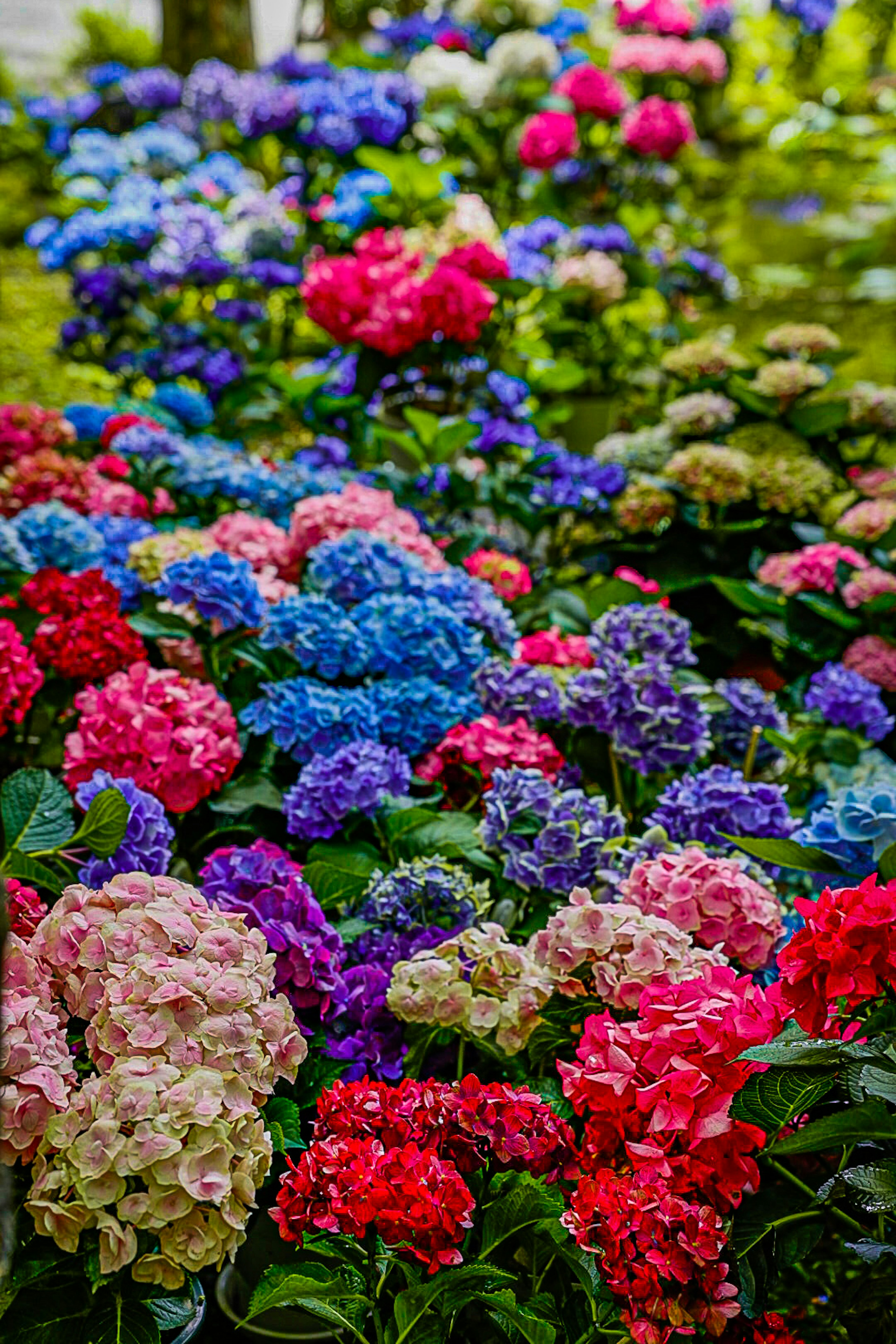 色とりどりのアジサイの花が咲く庭の風景