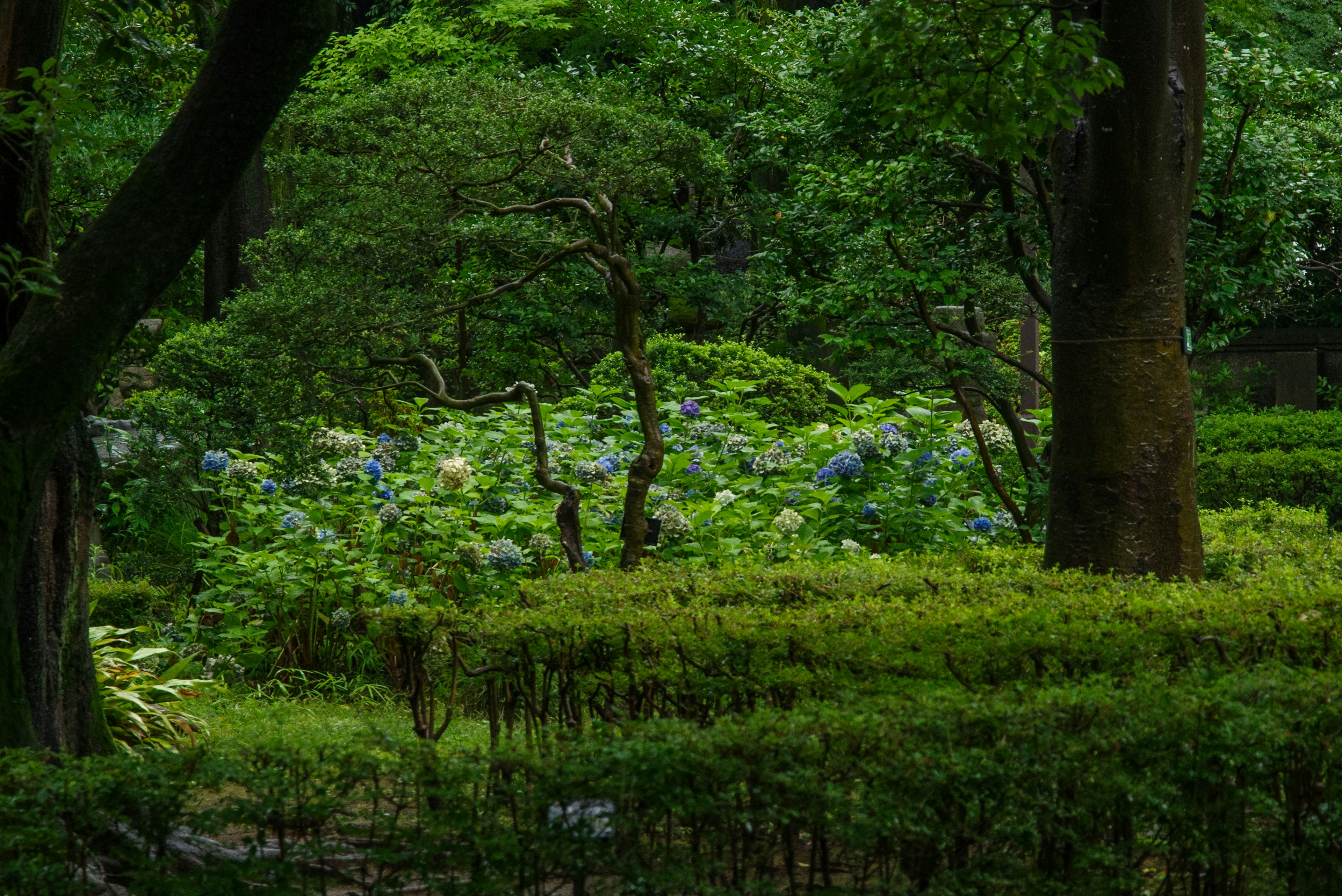 ทิวทัศน์สวนที่เขียวชอุ่มมีดอกไฮเดรนเยียสีน้ำเงินบาน