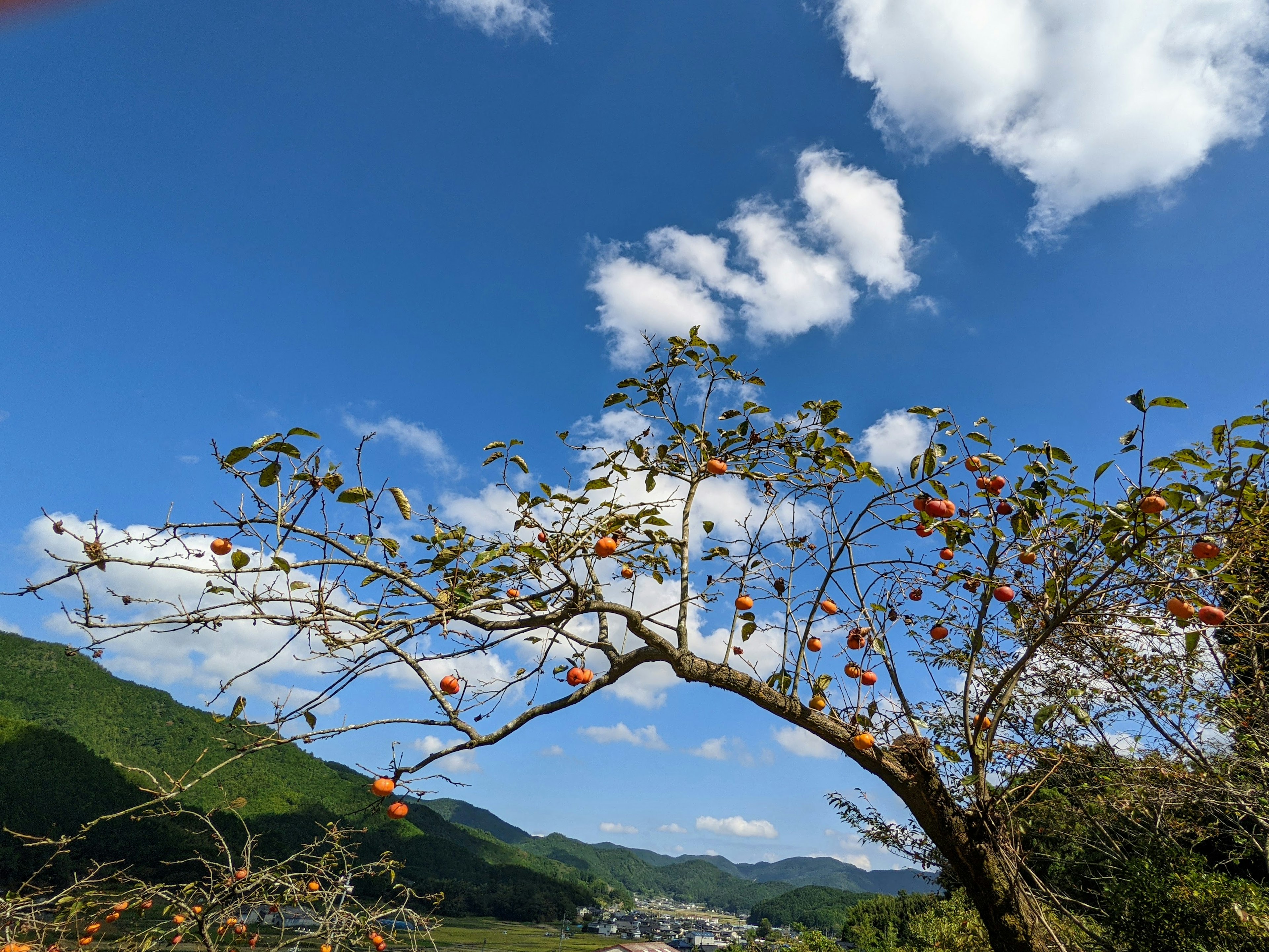 Albero di cachi con frutti maturi sotto un cielo blu e nuvole con montagne sullo sfondo