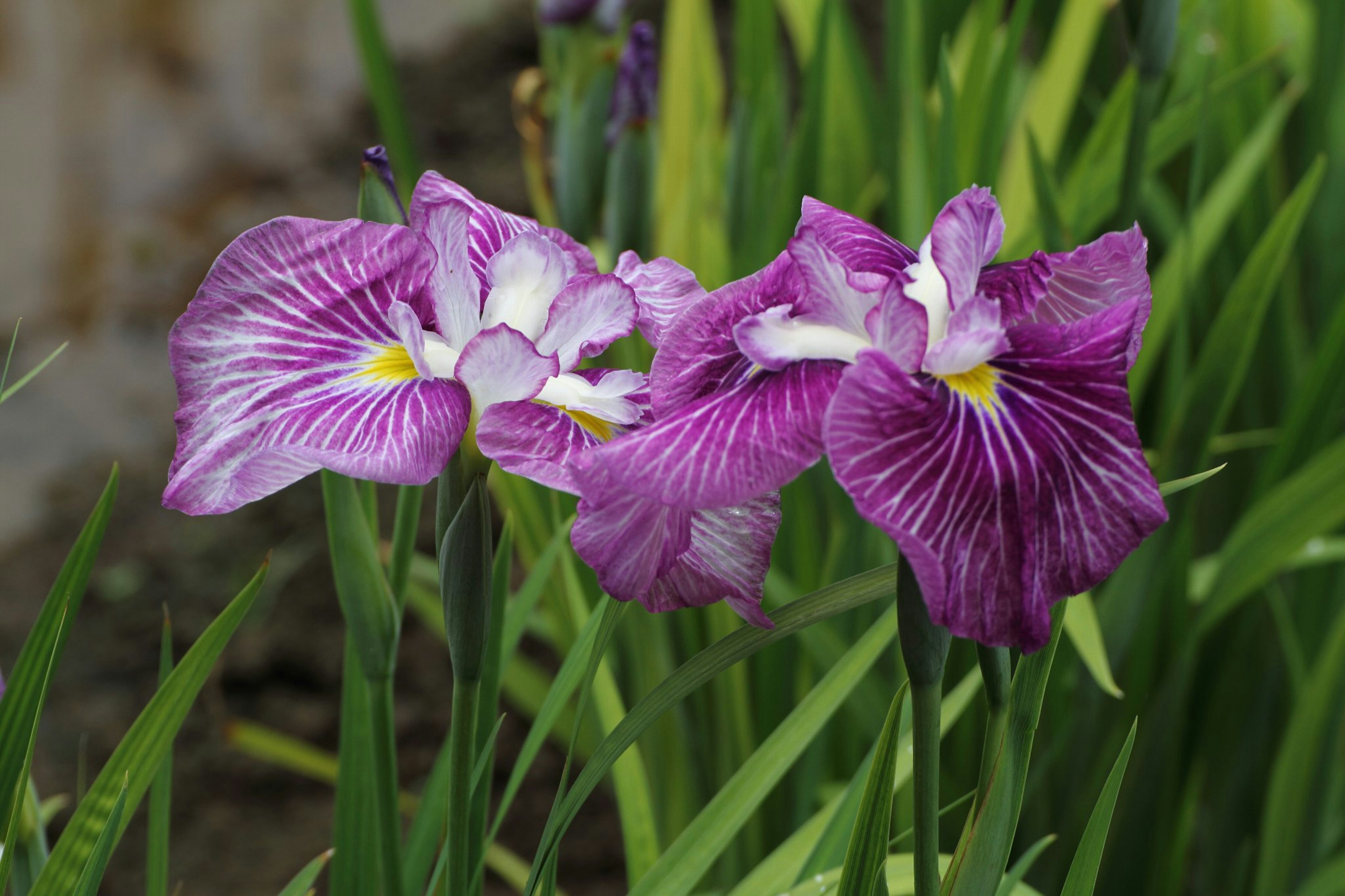 Gros plan de fleurs d'iris violettes en fleurs