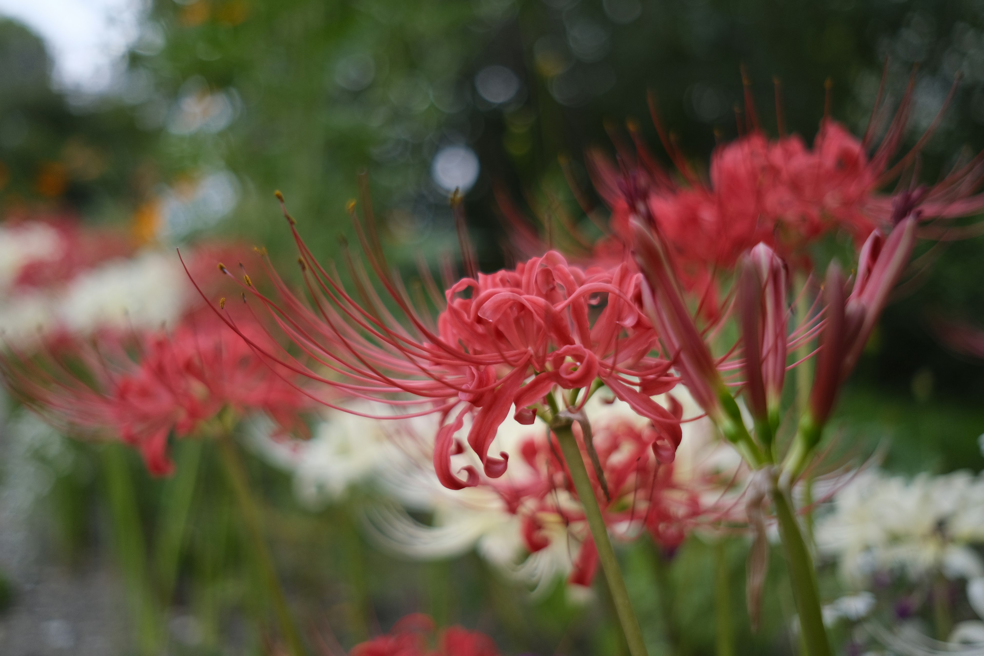 Red spider lilies in the foreground with white flowers in the background