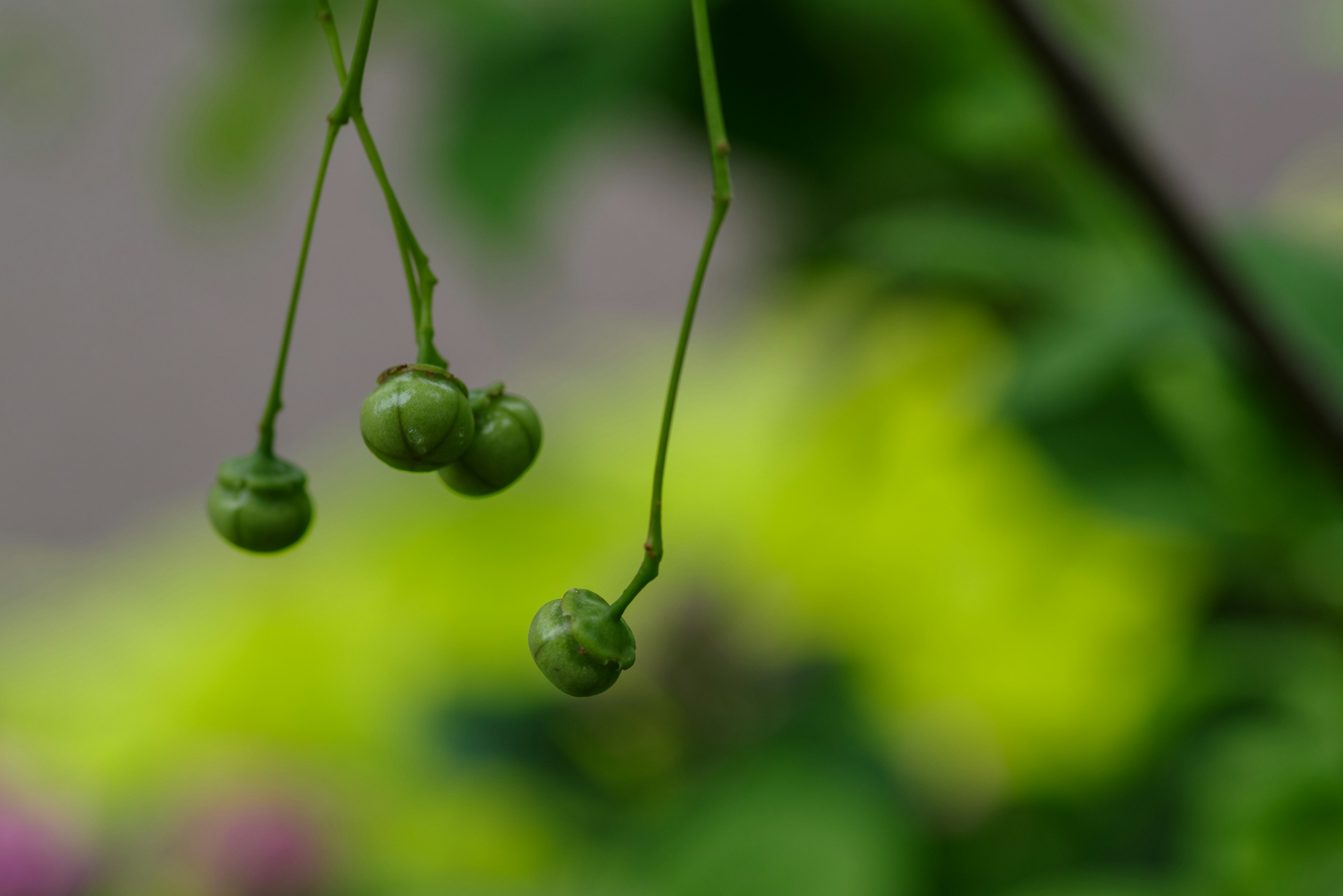 绿色浆果悬挂在茎上，背景模糊的绿色和黄色