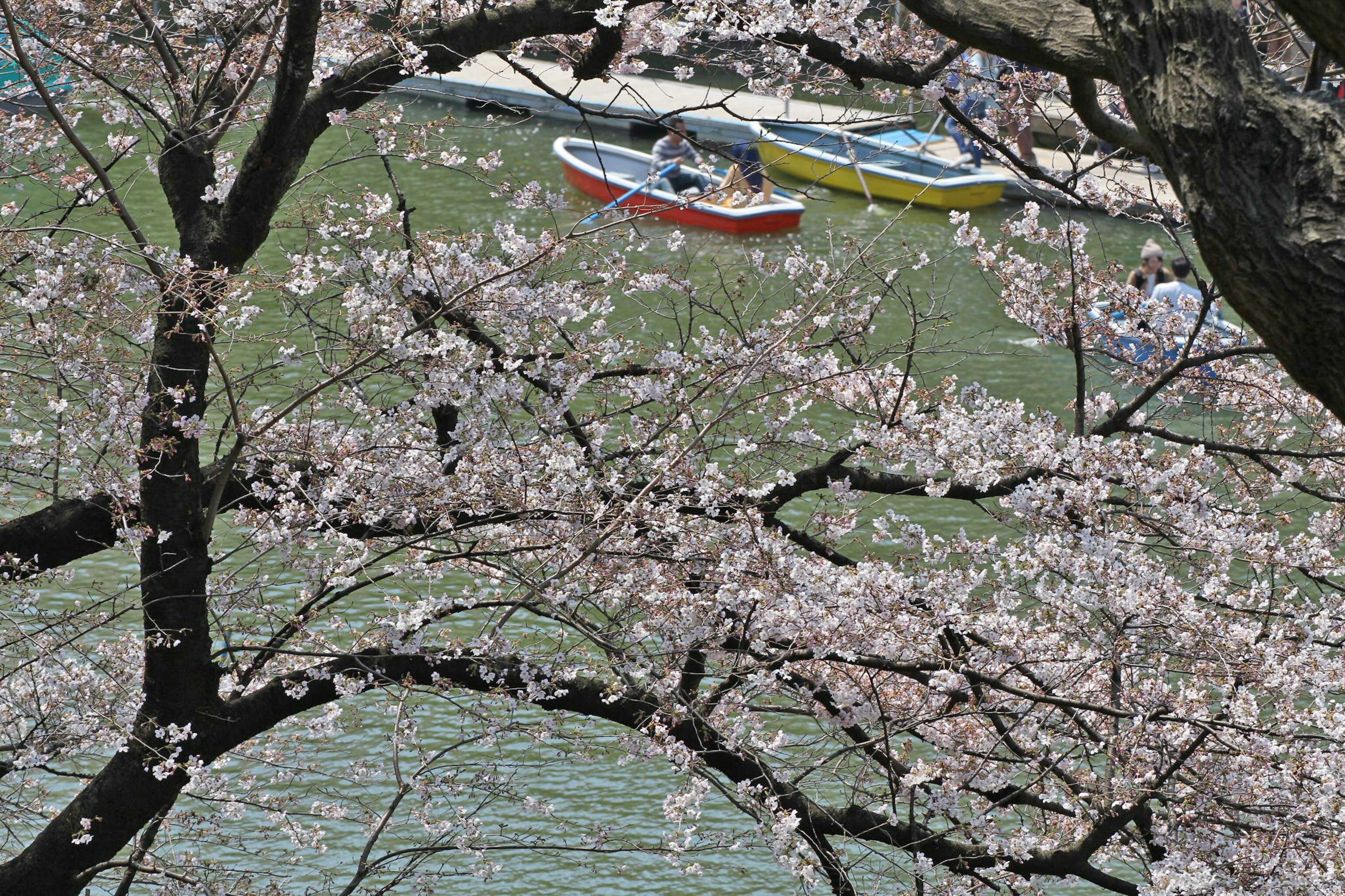 Kirschbaumzweige mit rosa Blüten über grünem Wasser und Booten