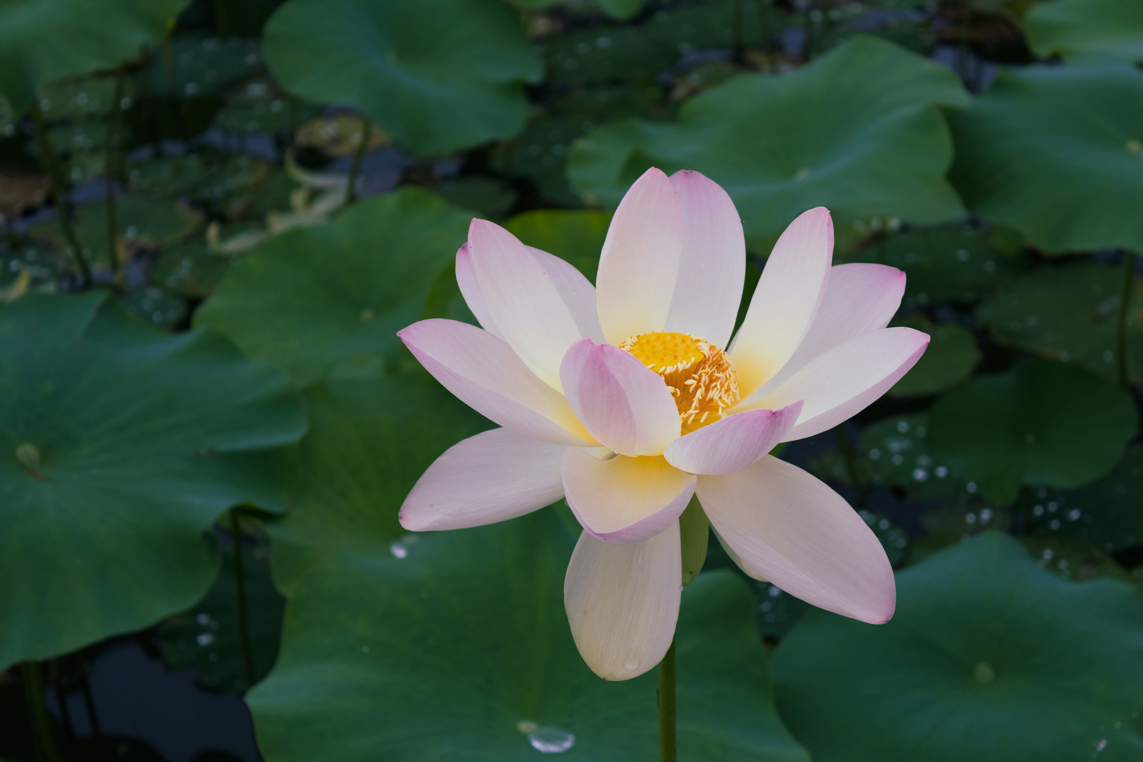 Hermosa flor de loto flotando en la superficie del agua