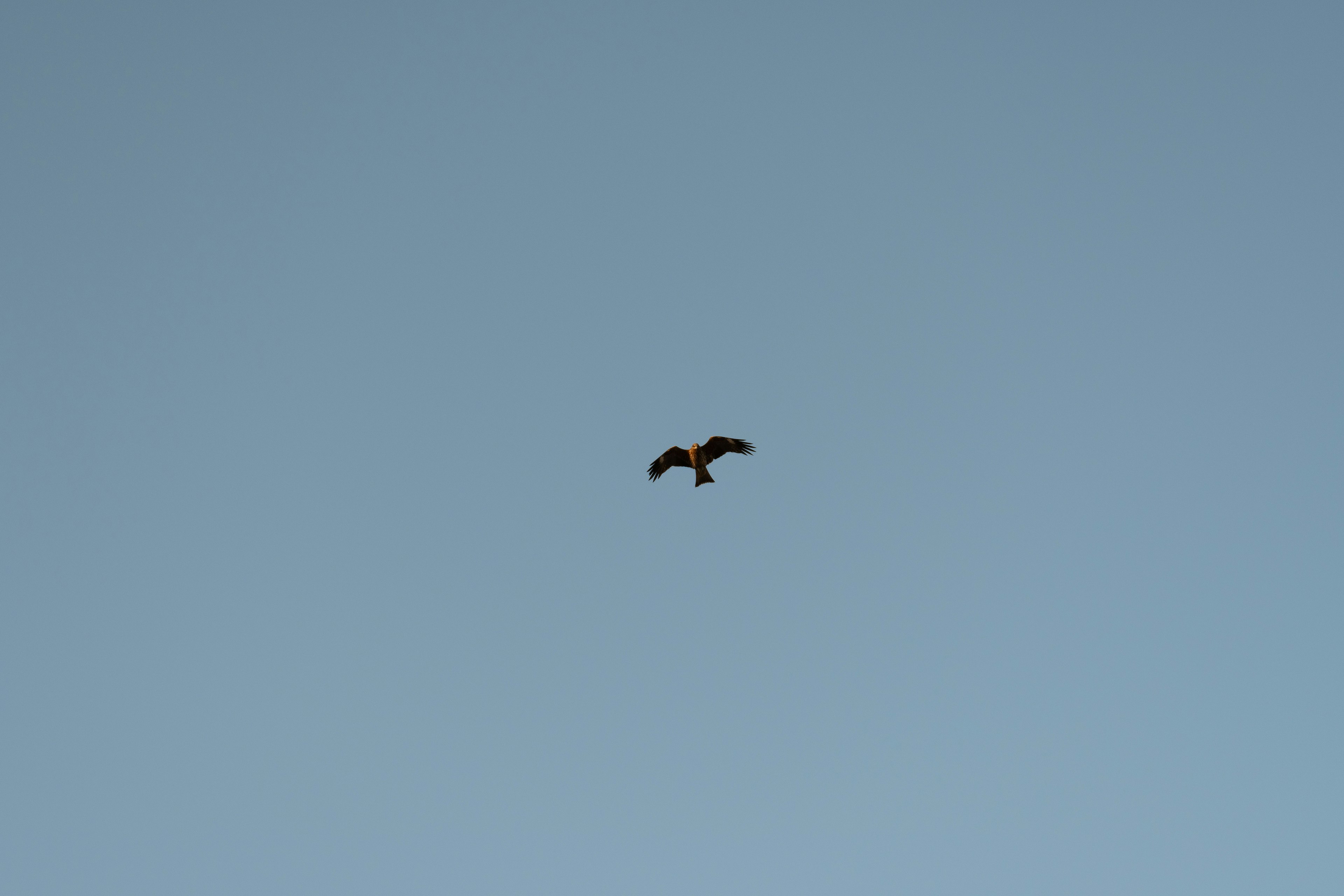 Silhouette of a hawk flying against a blue sky