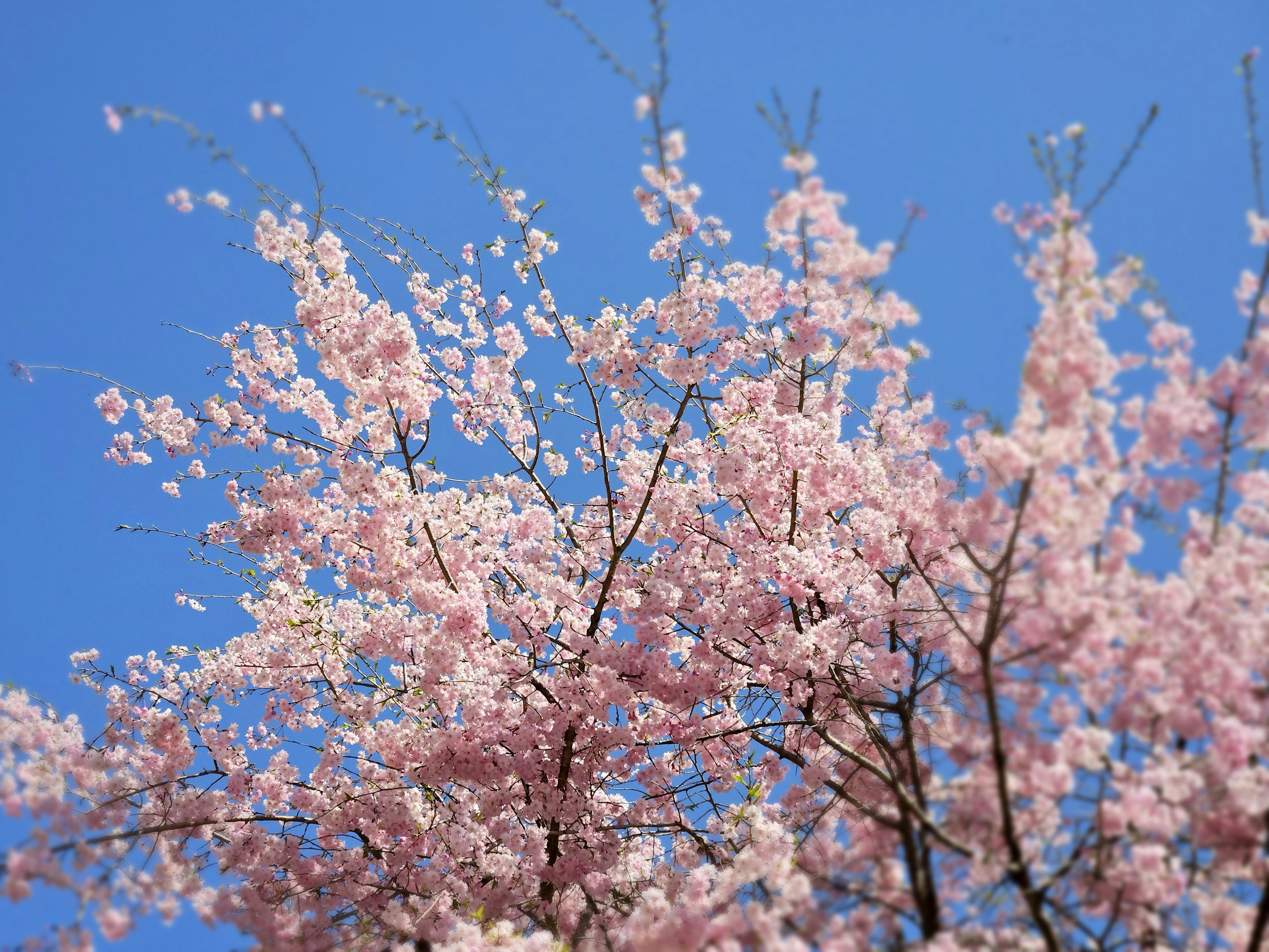 Cabang bunga sakura berwarna pink di bawah langit biru