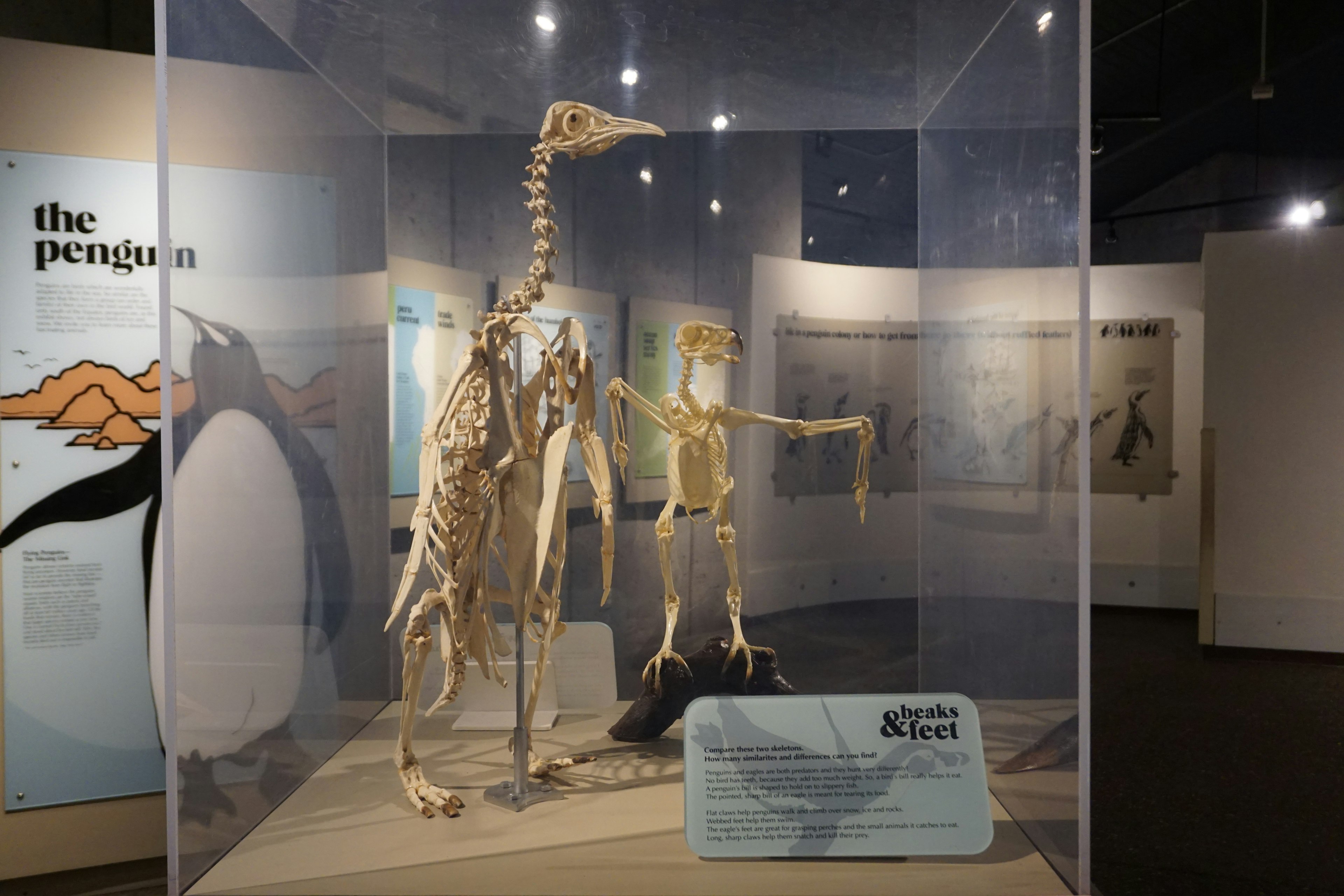 Skeletons of a penguin and a bird displayed in a museum exhibit