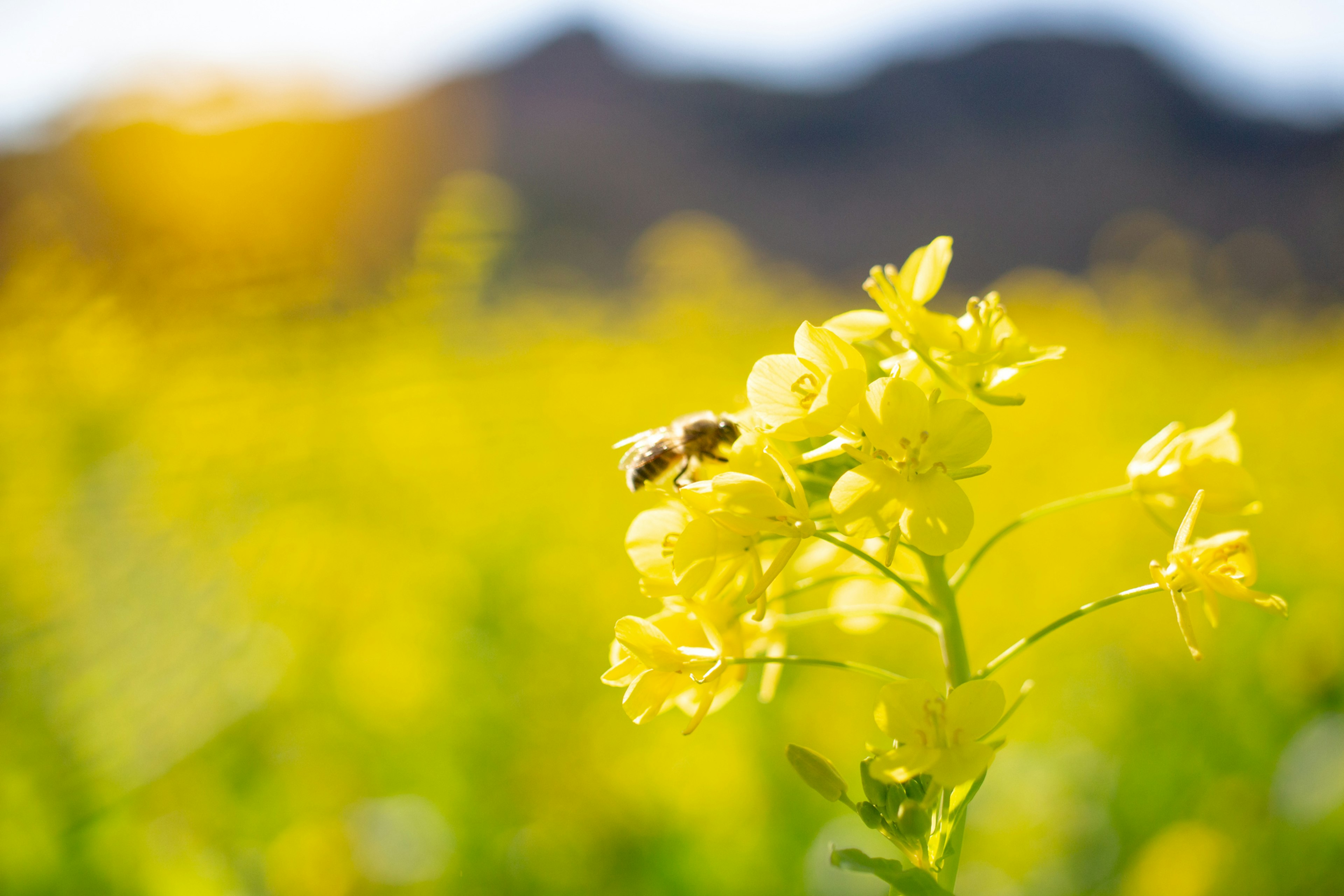 Primo piano di fiori gialli con un'ape giorno soleggiato e montagne sullo sfondo