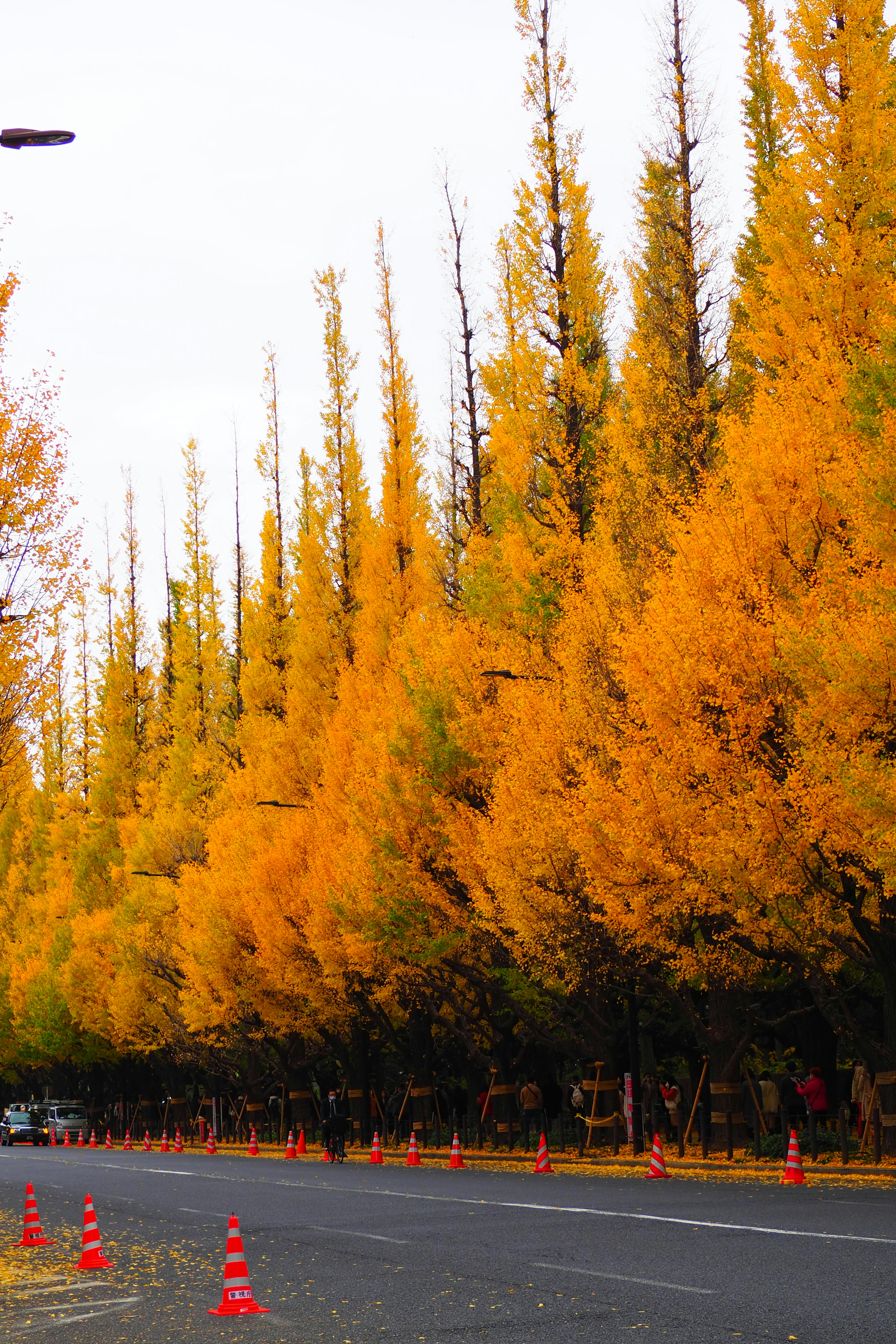 Una vista escénica de árboles de ginkgo amarillos a lo largo de una carretera