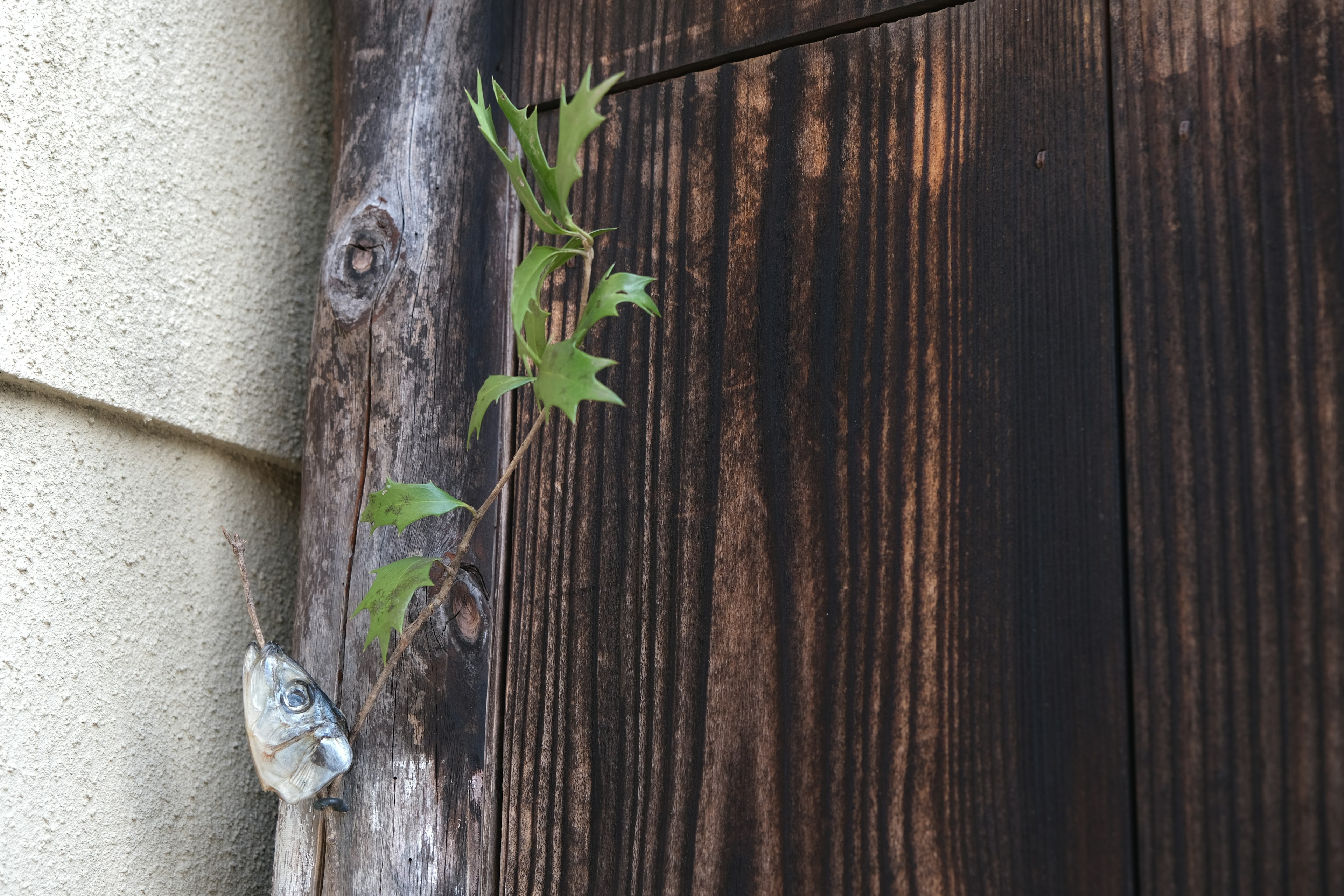 Daun hijau merambat di pintu kayu tua