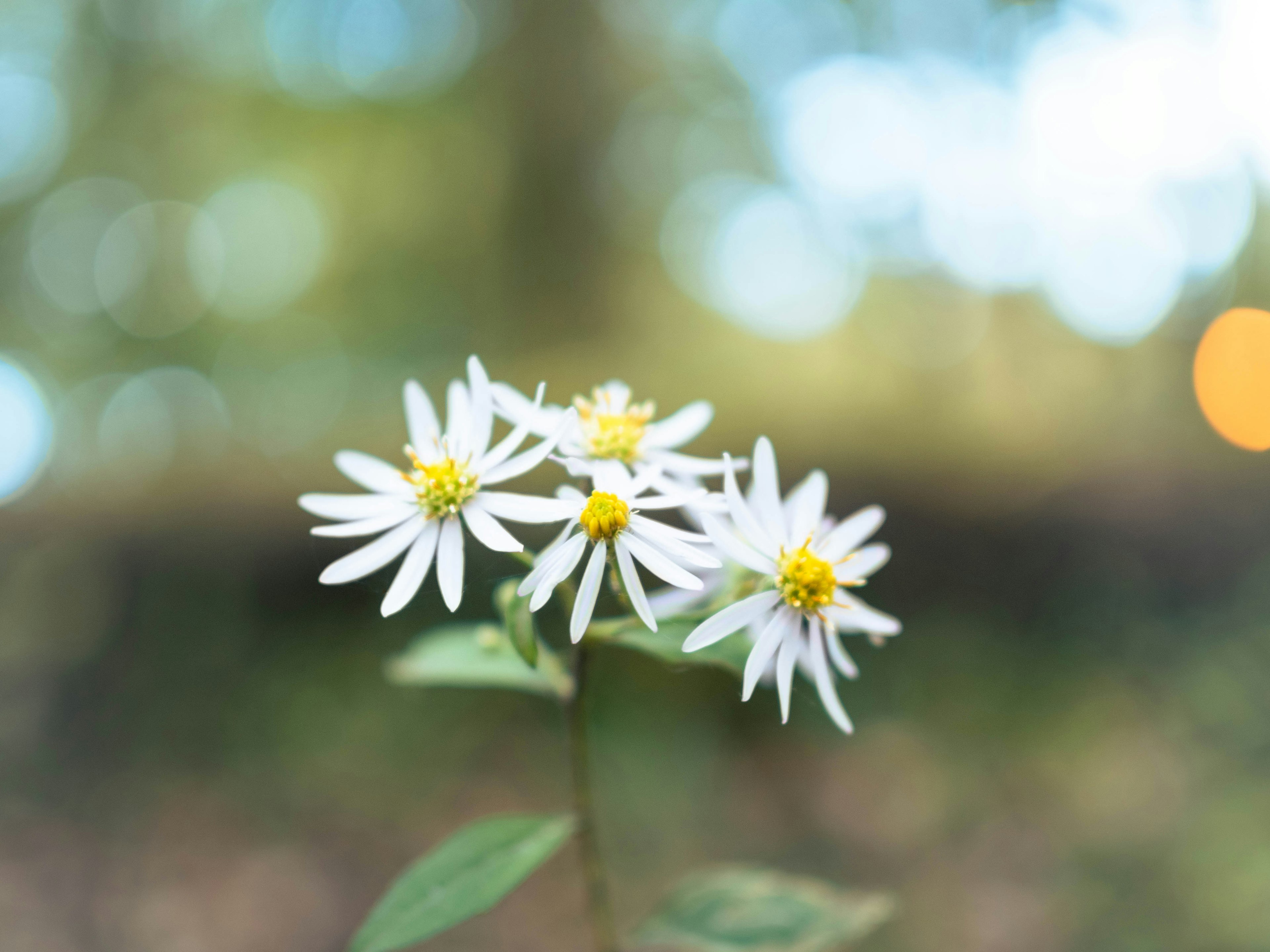 Groupe de fleurs blanches avec des centres jaunes sur un fond flou doux