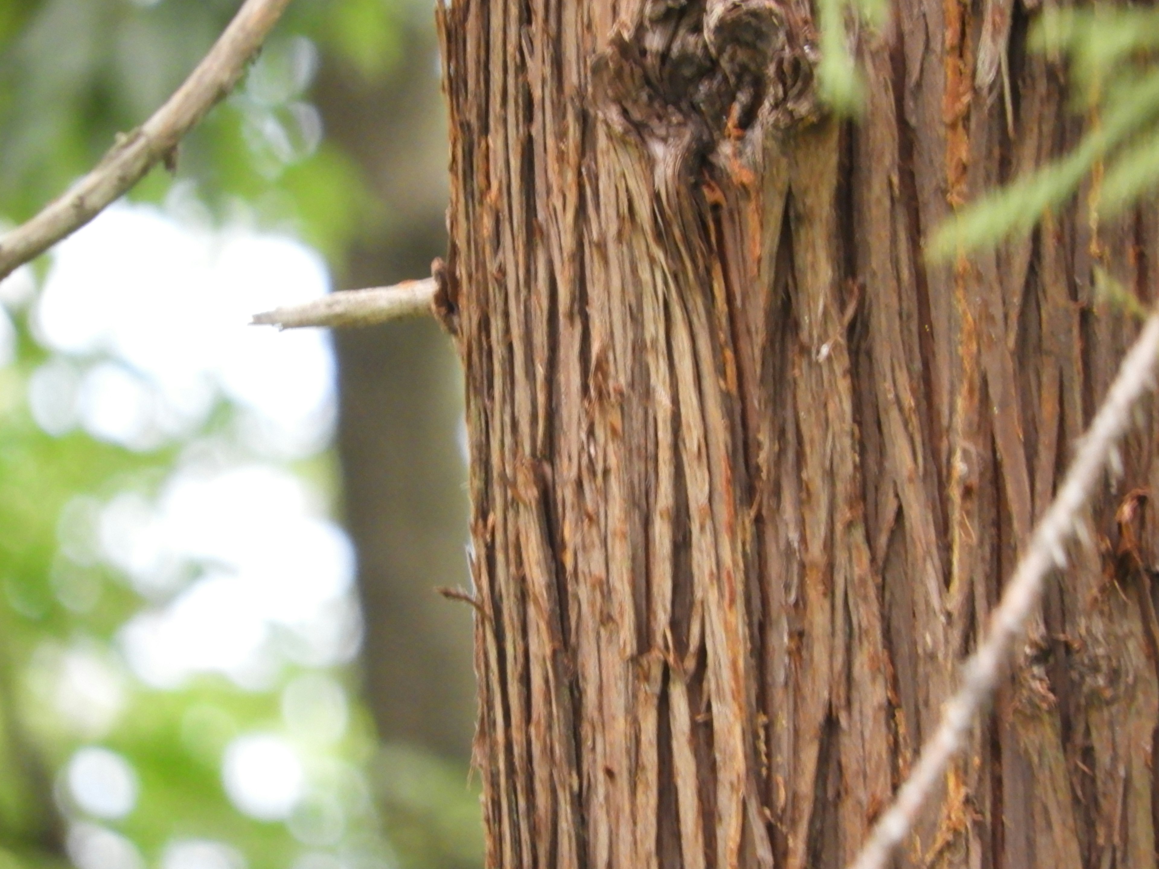 Detailed texture of a tree trunk with a green background