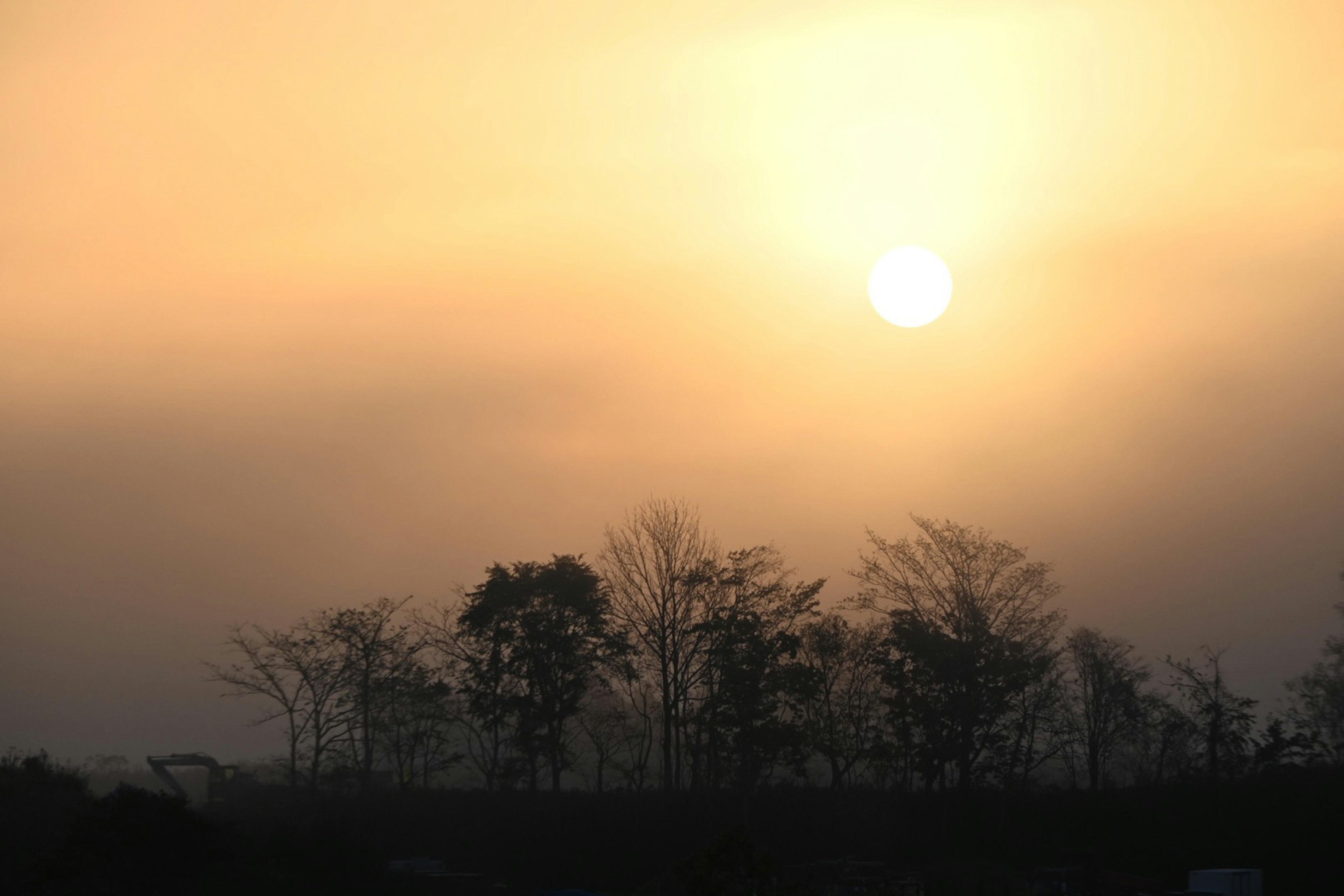 Silhouetted trees against a sunset sky