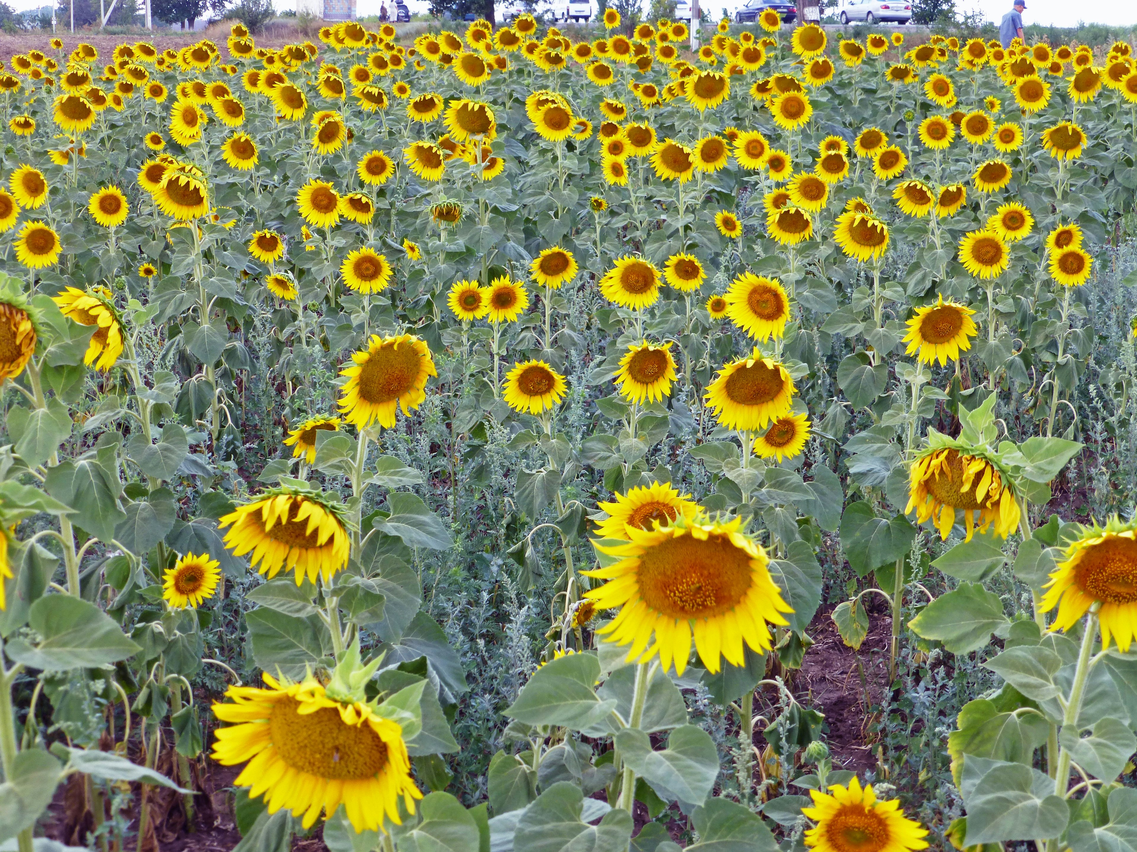 Ampio campo di girasoli fiori gialli brillanti in fiore